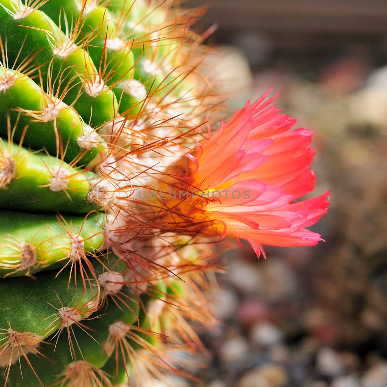 Humpback Cactus