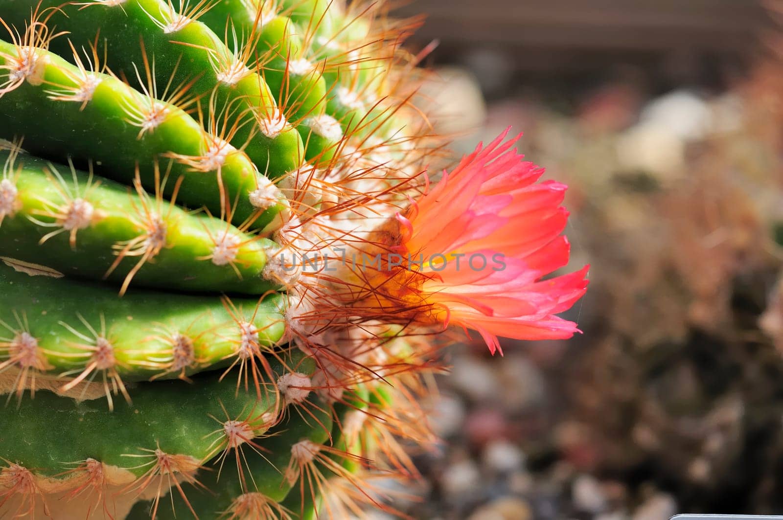Humpback Cactus