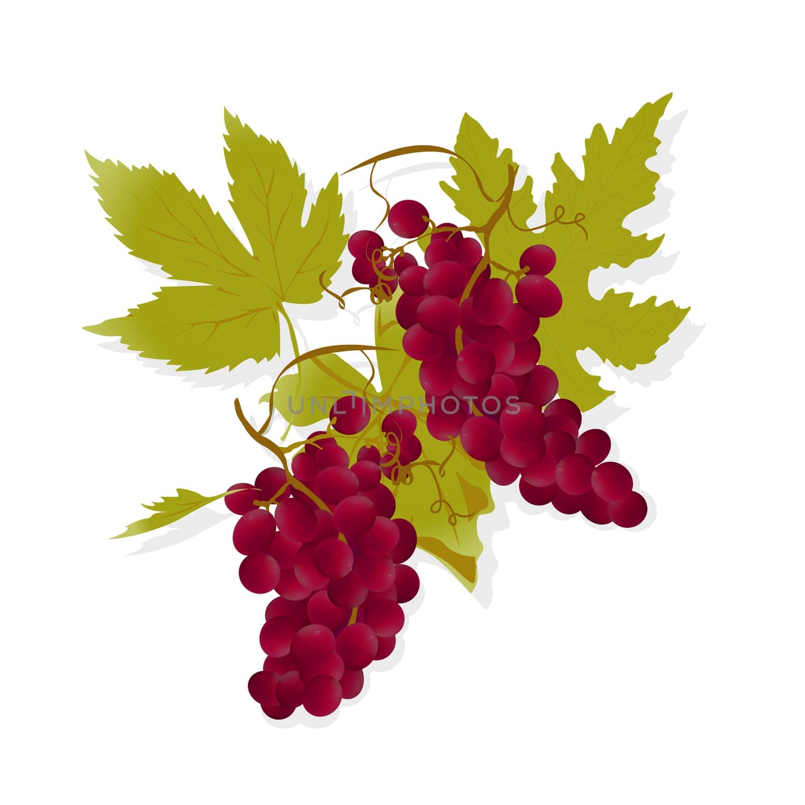 Realistic red grapes and leafs, gradient mesh illustration
