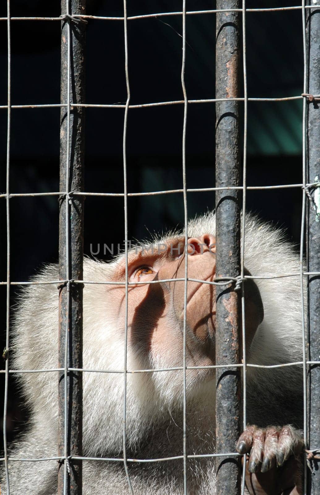 Mandrill Monkey looking up sadly behind bars at the zoo