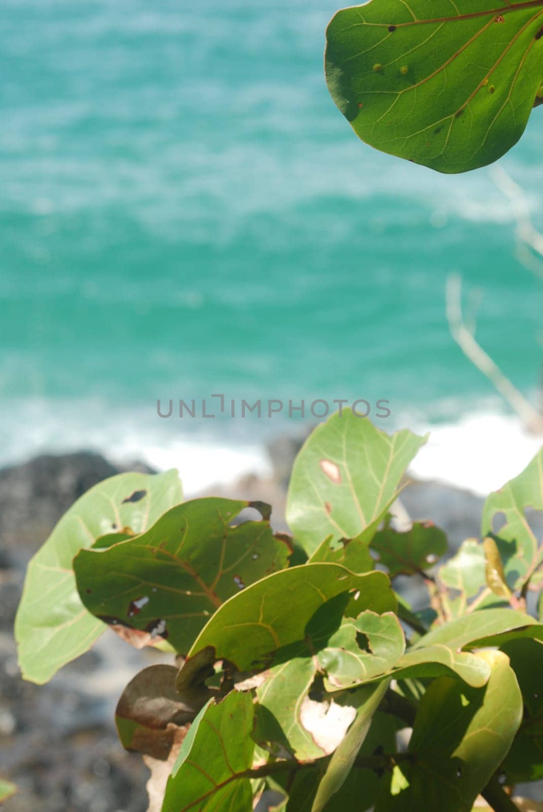 Tropical leaves detail with the ocean in the background