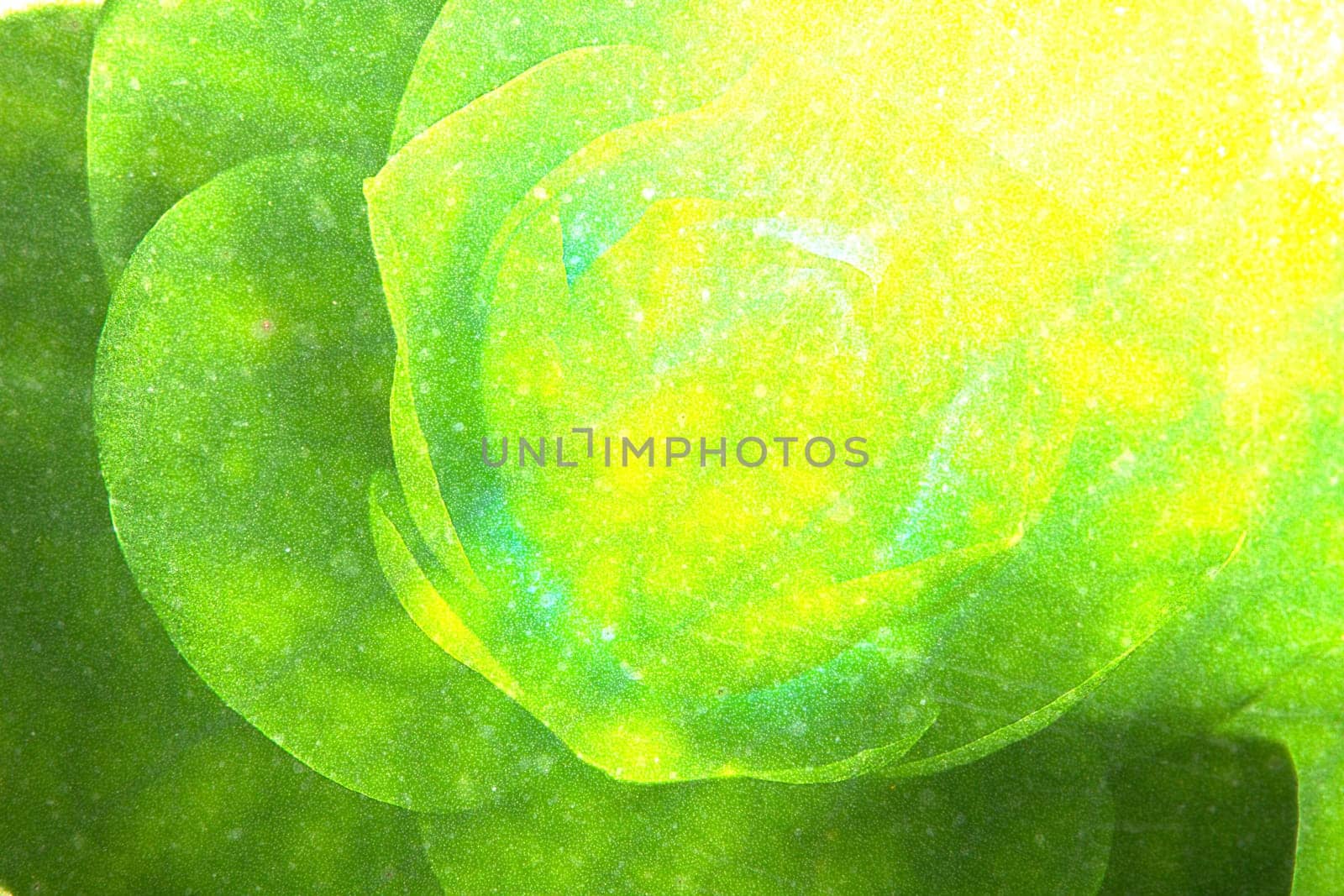 Abstract colorful background with flowers