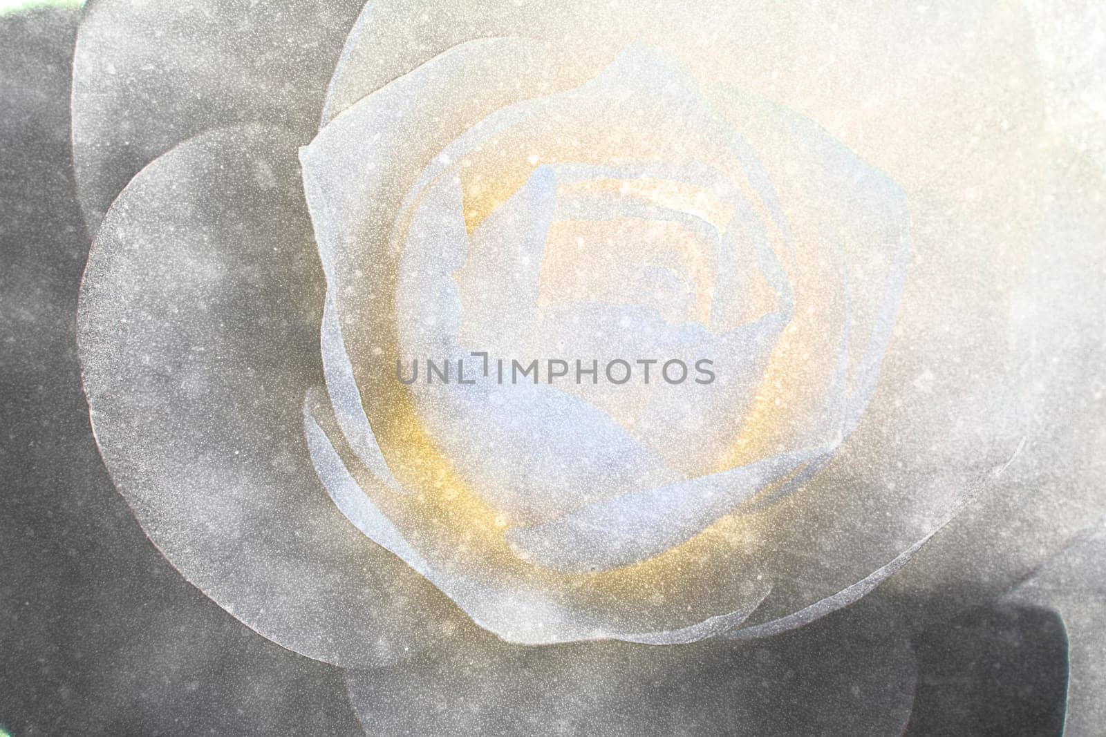 Abstract colorful background with flowers