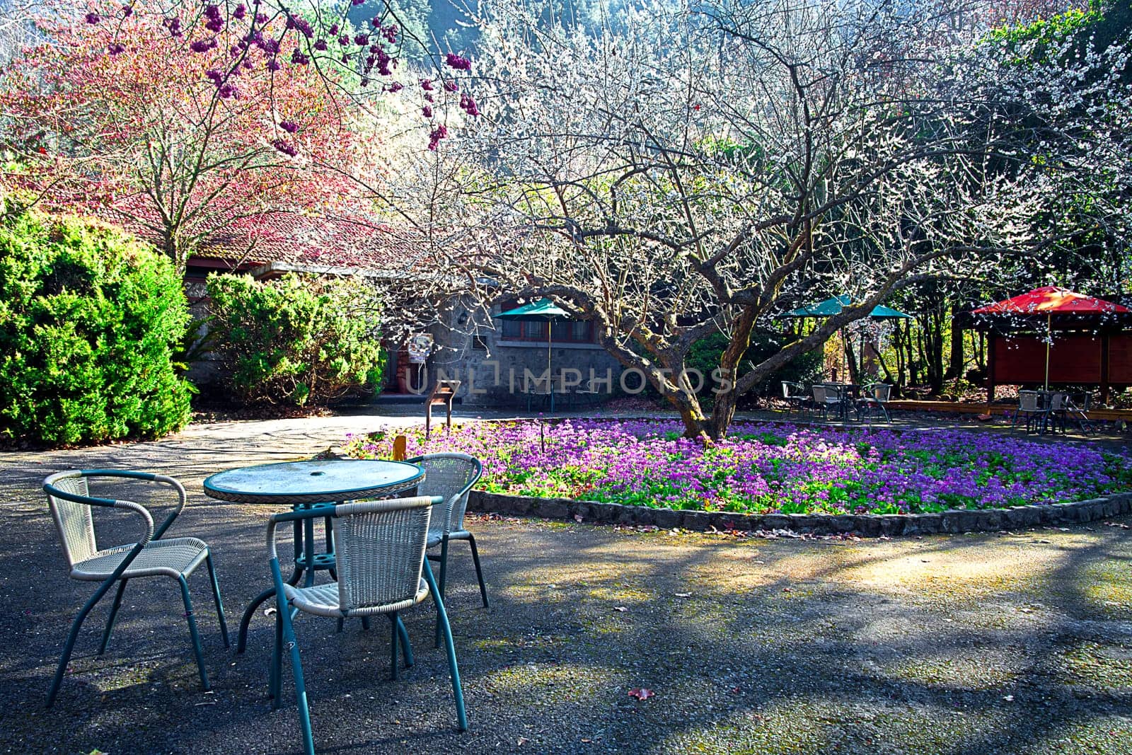 photo of blossoming tree for adv or others purpose use