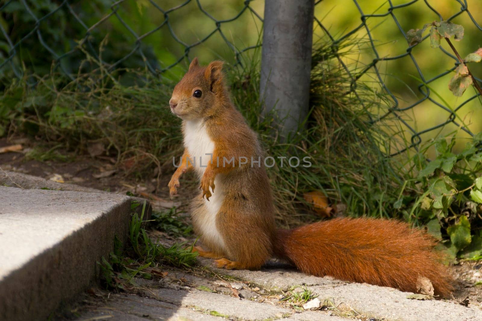 Squirrels eating in the wild