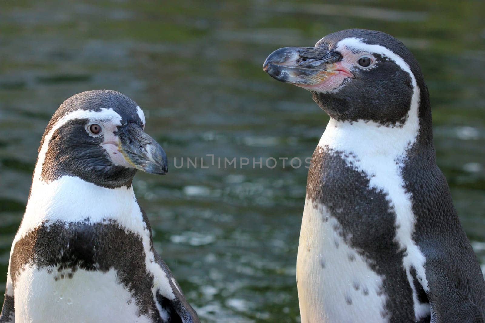 Humboldt penguin couple in the evening light