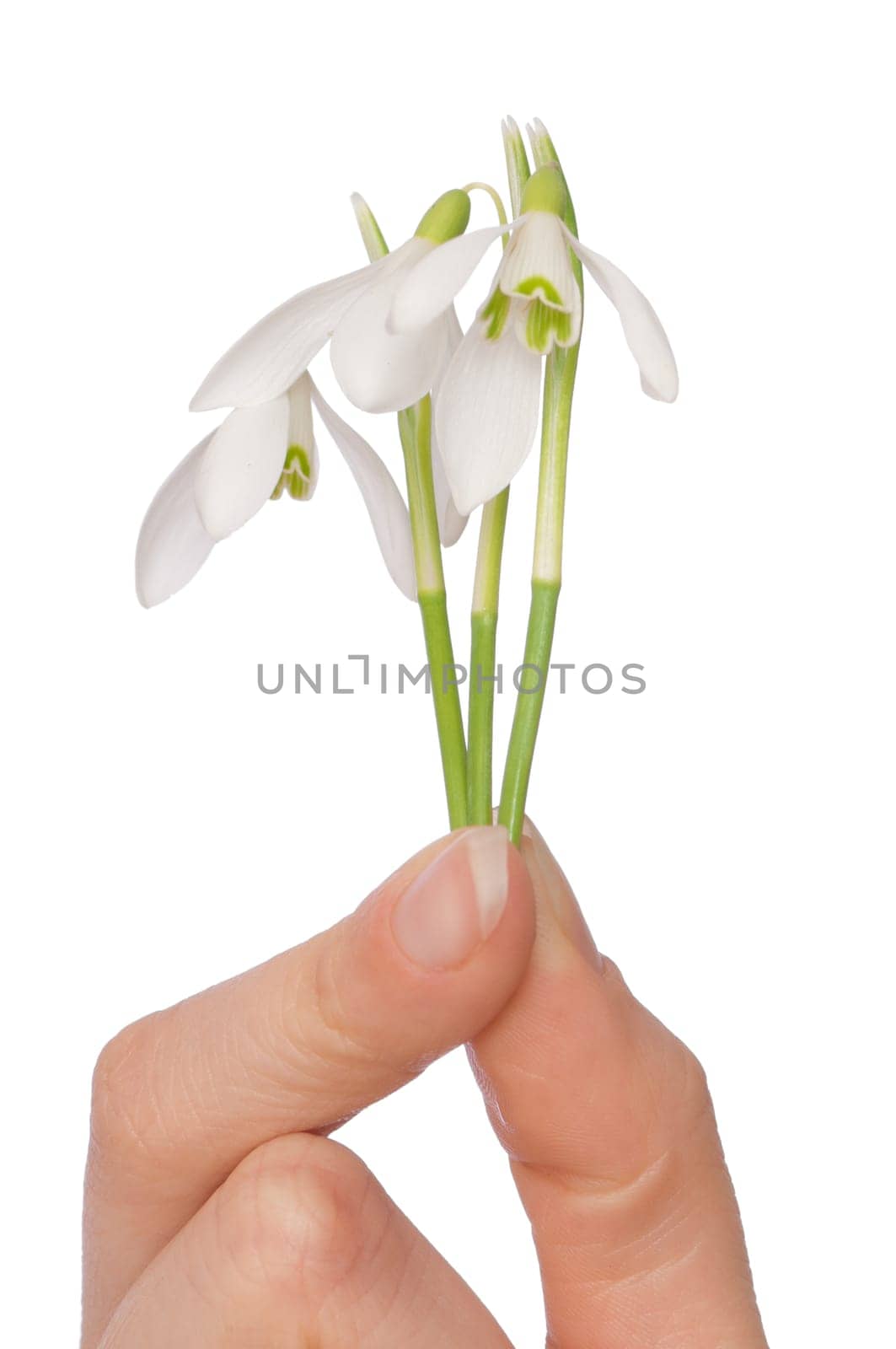 woman holding snowdrops as a symbol of spring