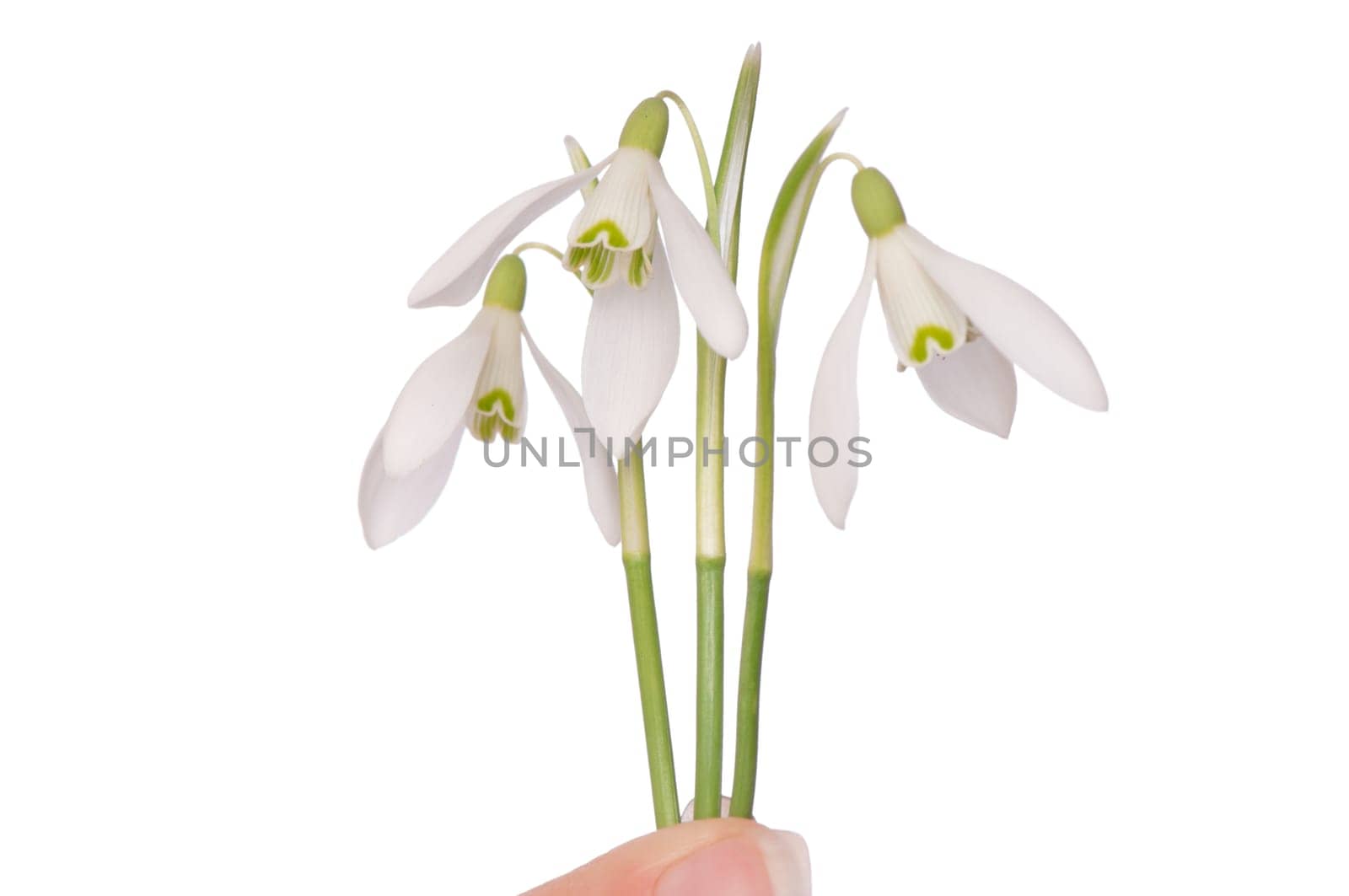 woman holding snowdrops as a symbol of spring
