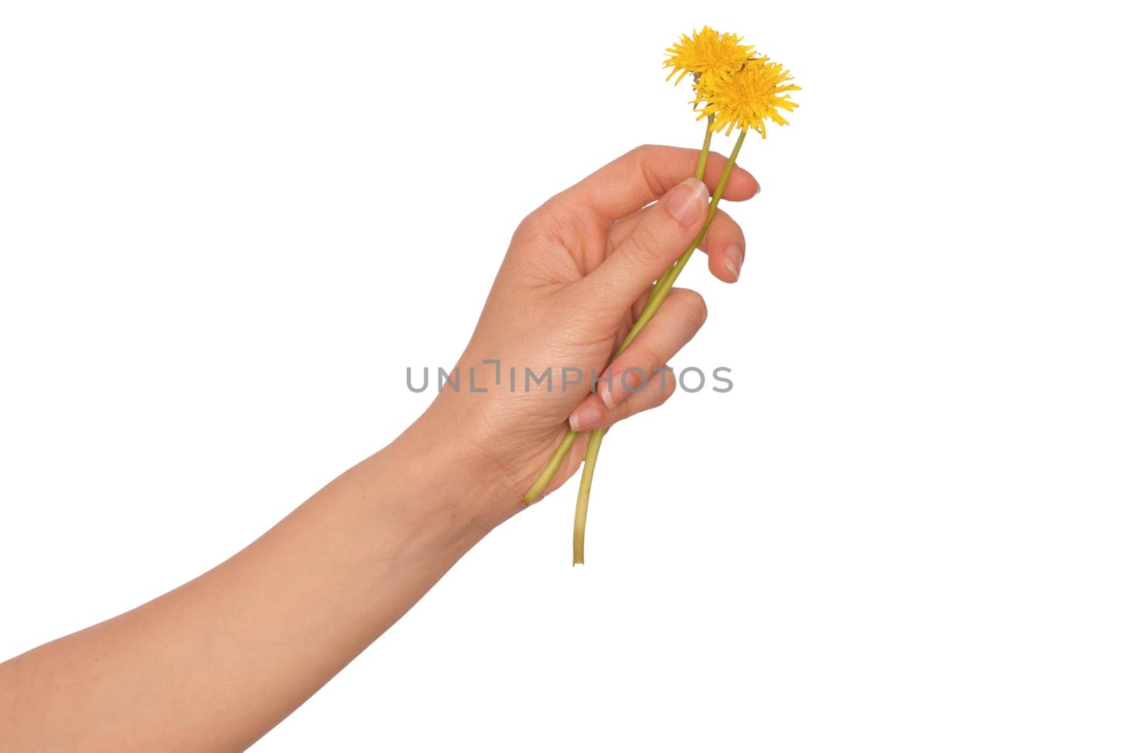 woman holding a few yellow dandelion in the hand