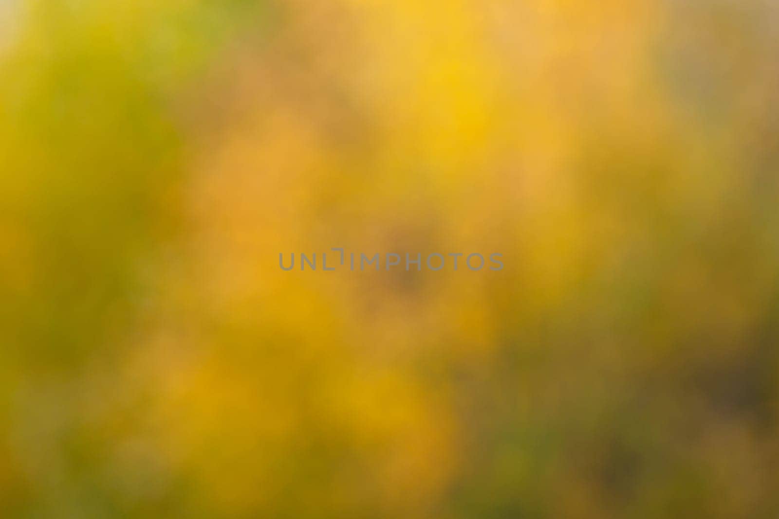 Soft, blurry, photographed bokeh background from nature