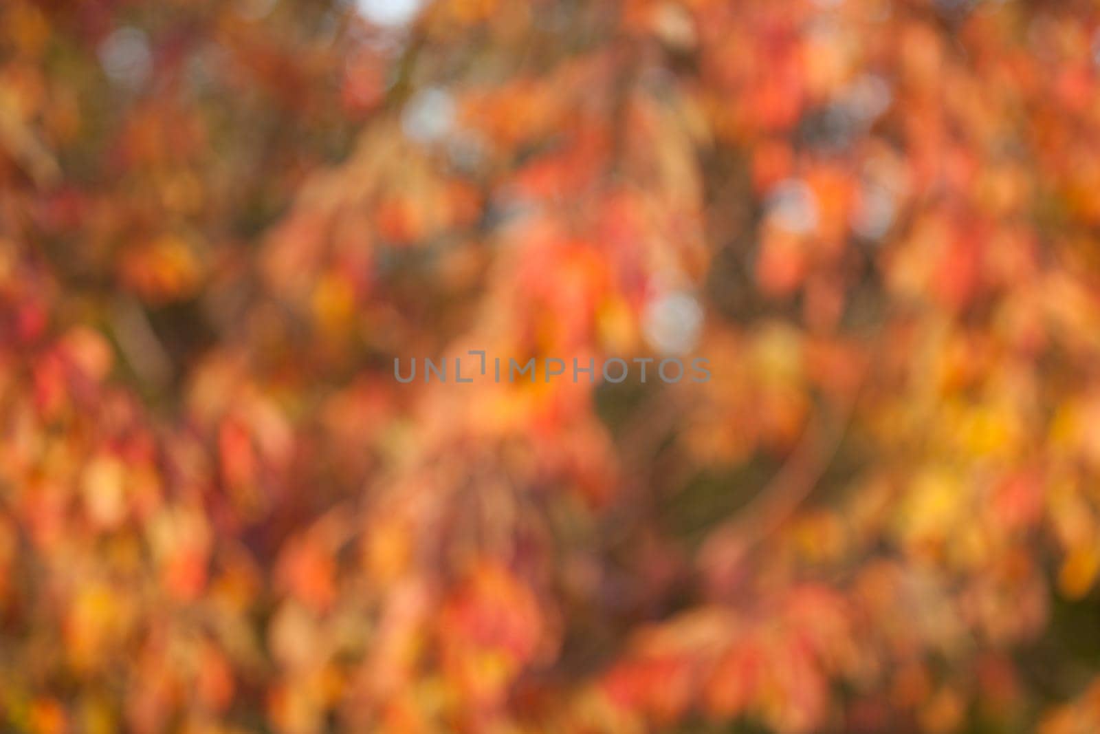 Soft, blurry, photographed bokeh background from nature