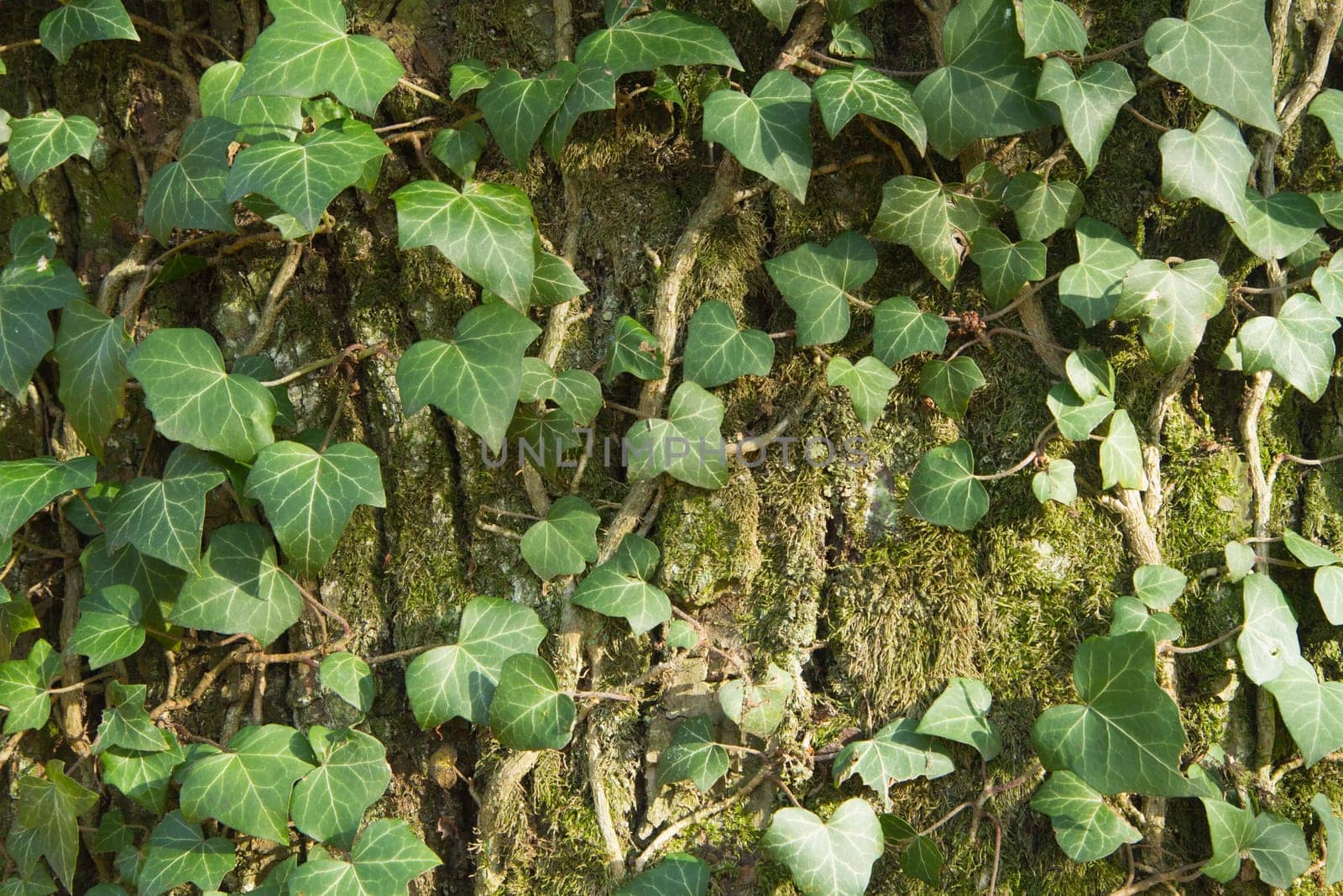 Closeup of an ivy leaves on a tree trunk in the park. Nature background. Horizontally.
