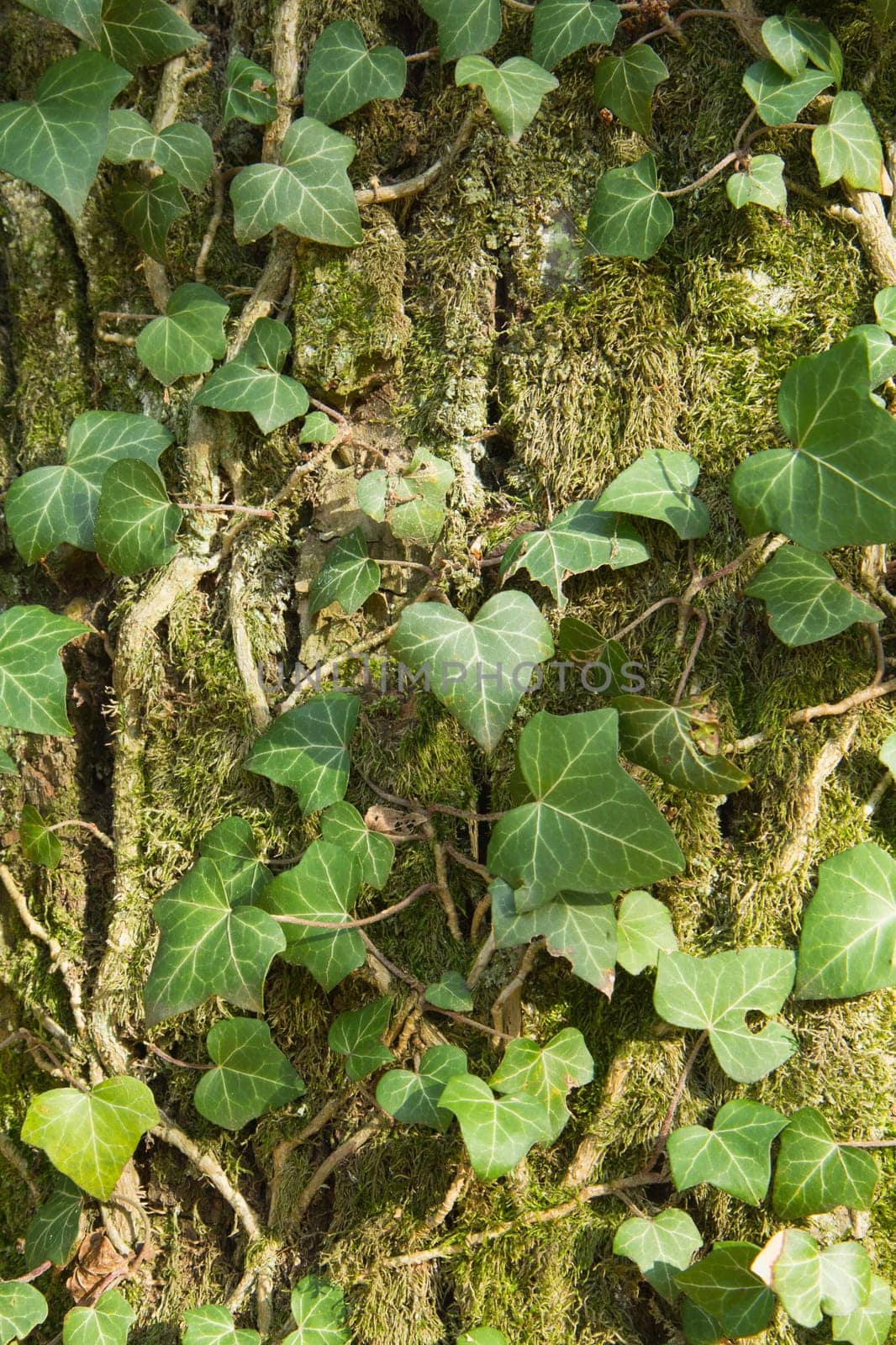Closeup of an ivy leaves on a tree trunk in the park. Nature background. Vertically.