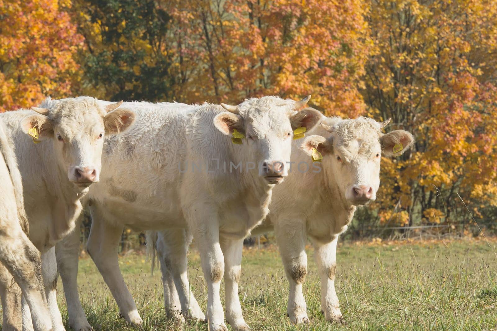 Three white cow standing on pasture. Autumn colored trees in the background.