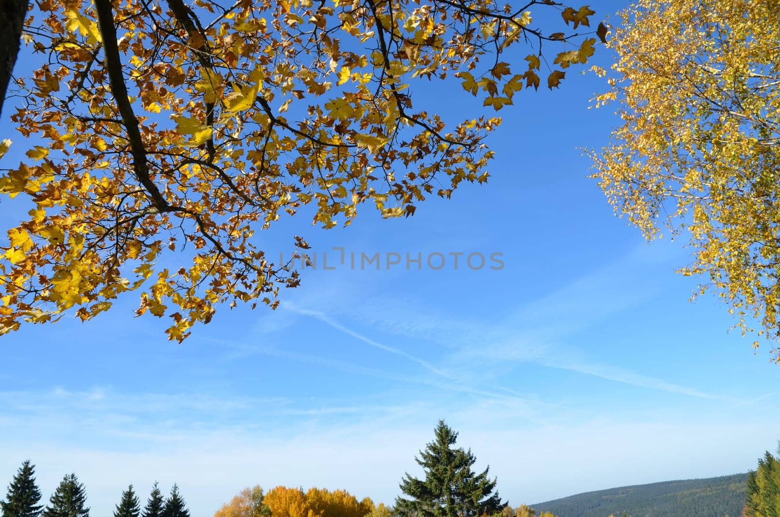 Autumn Landscape Leaves Tree