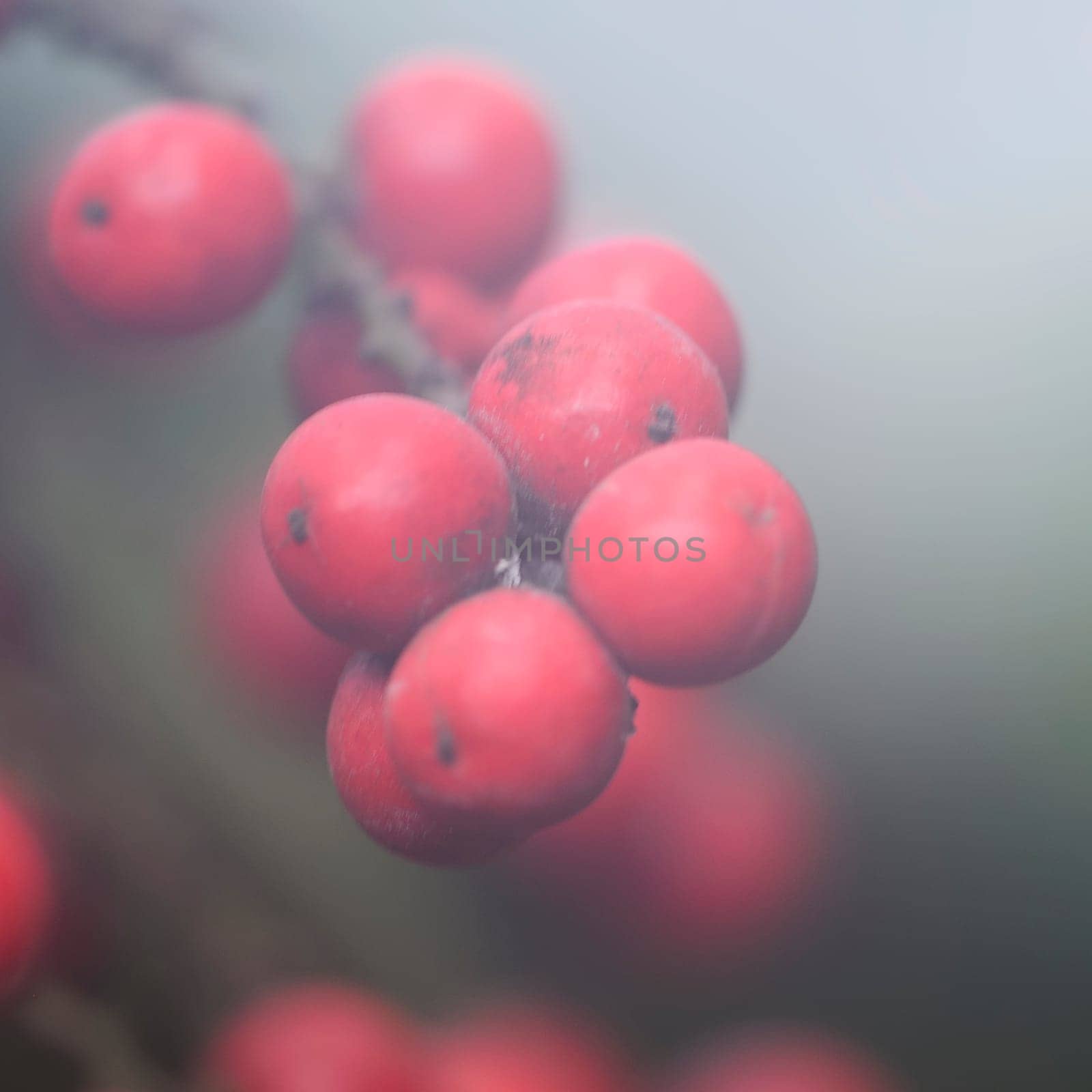 Fog Berries