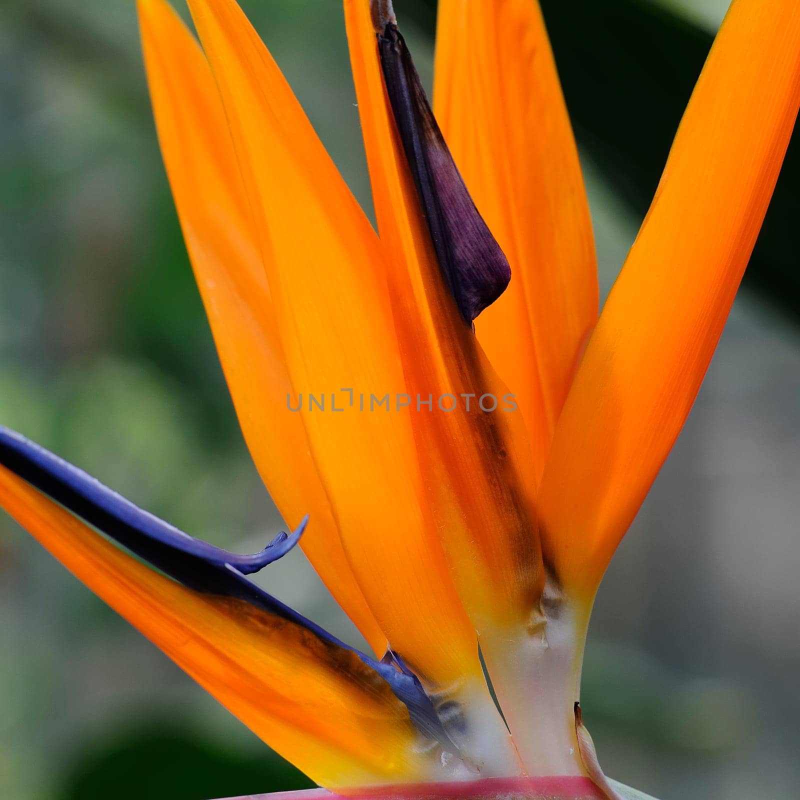 Strelitzia