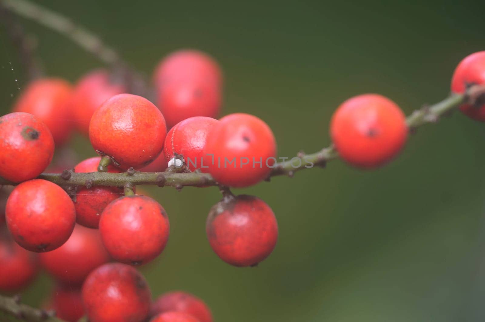 Fog Berries