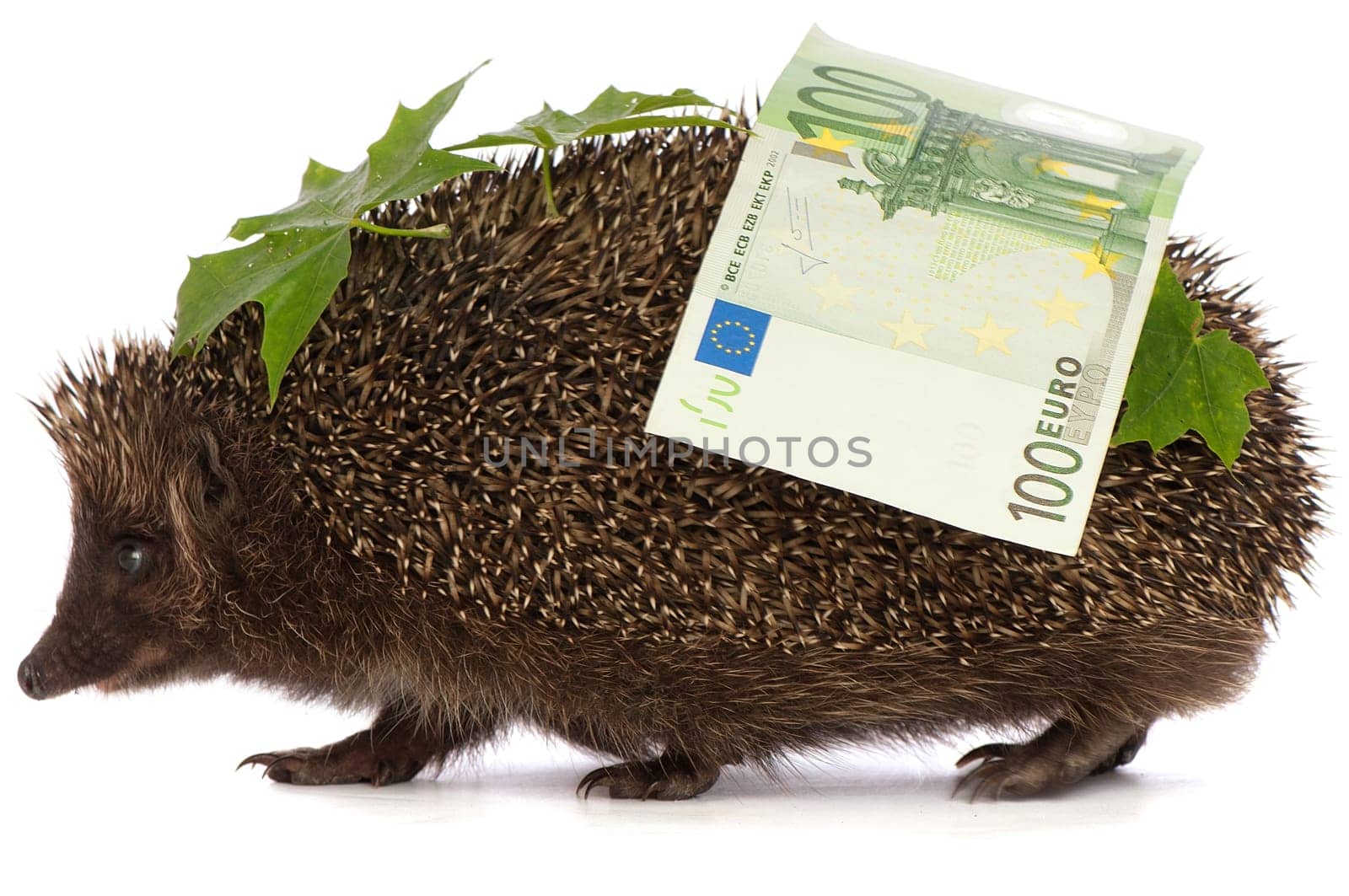 The hedgehog in motion hastens home from the bank carrying percent hundred euro profit