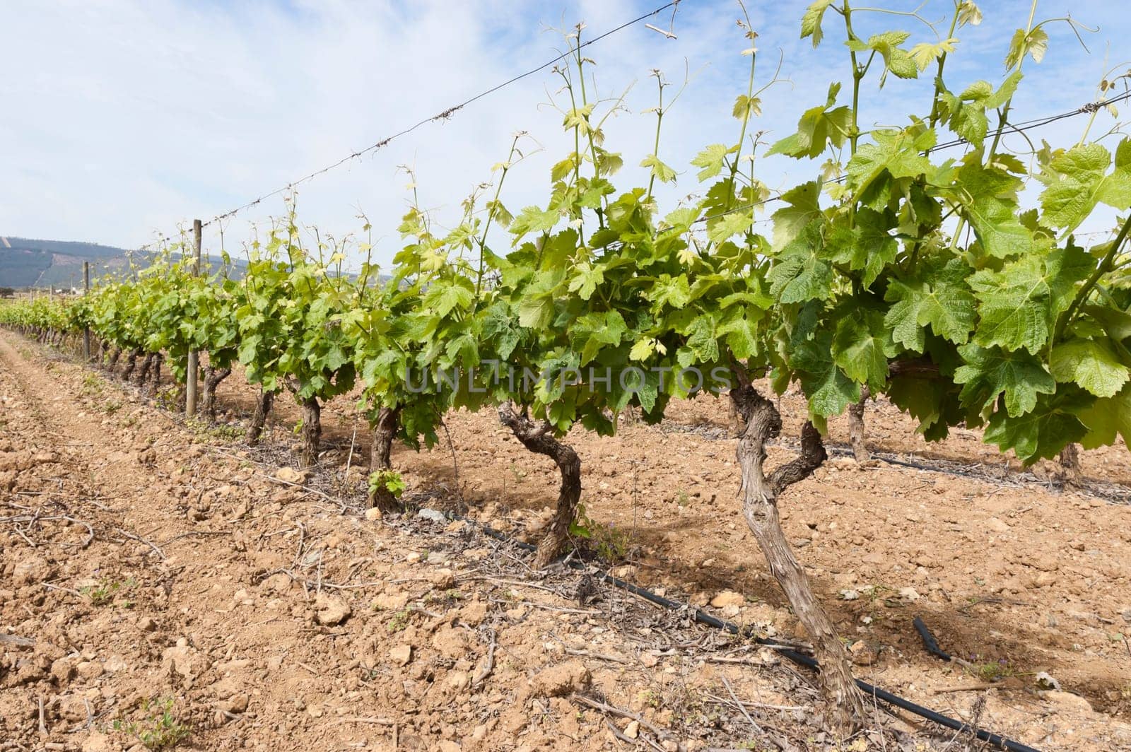 Vineyard in the fruit set season, Borba, Alentejo, Portugal