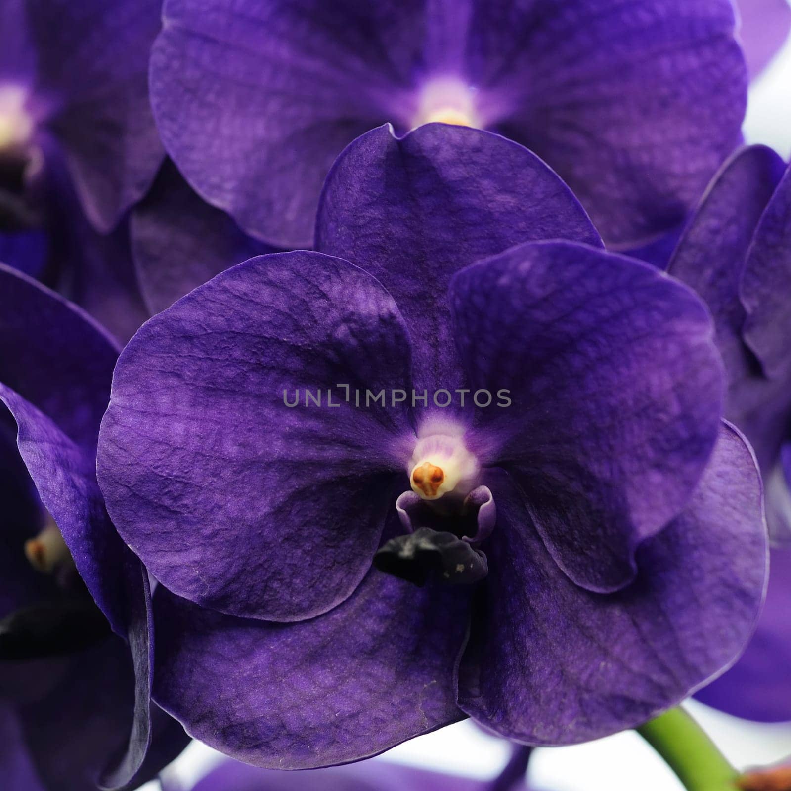 Orchids