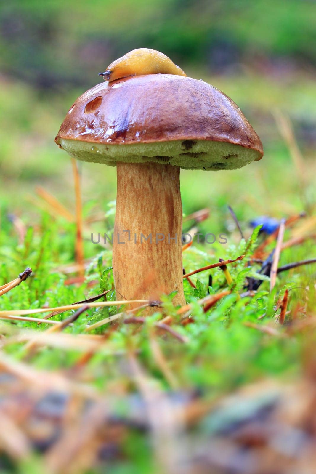 Boletus badius - growing in moss in the forest with slug