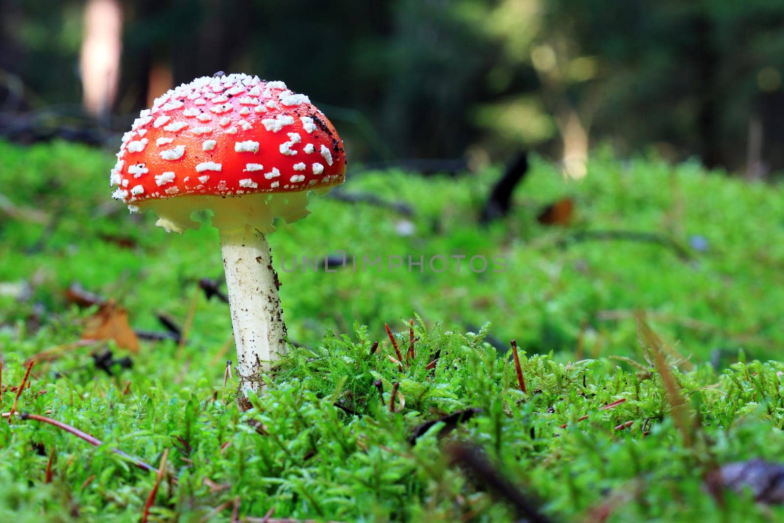 Amanita muscaria - growing in moss in the forest