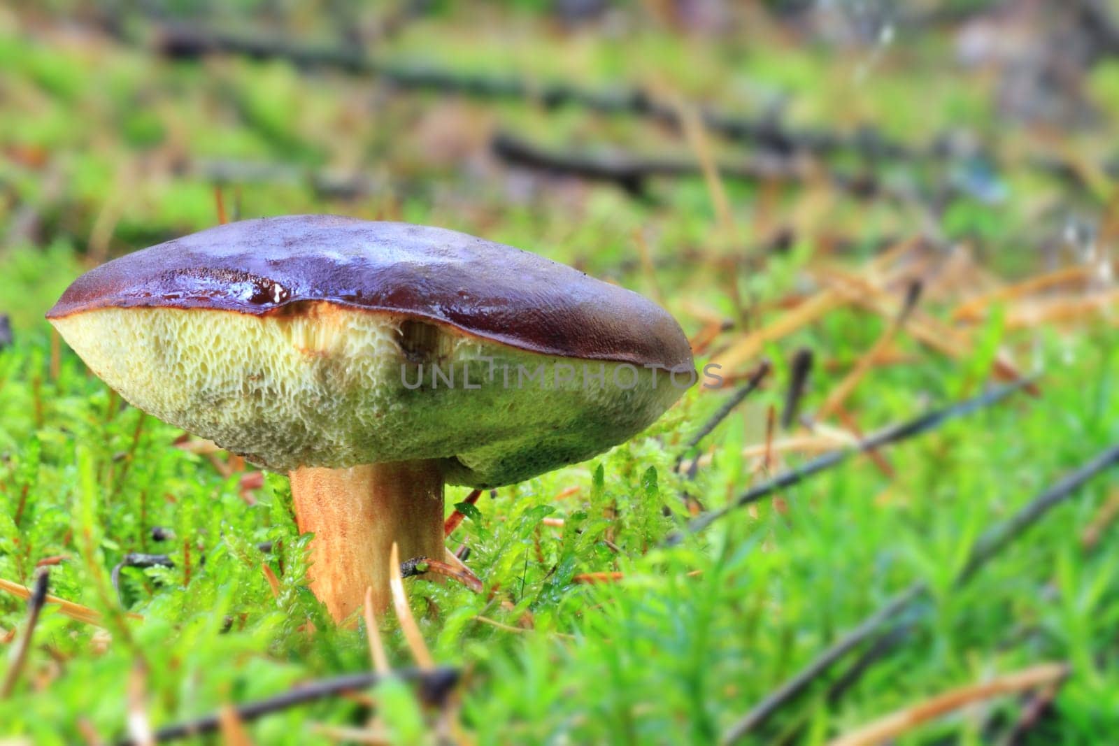 Boletus badius - growing in moss in the forest