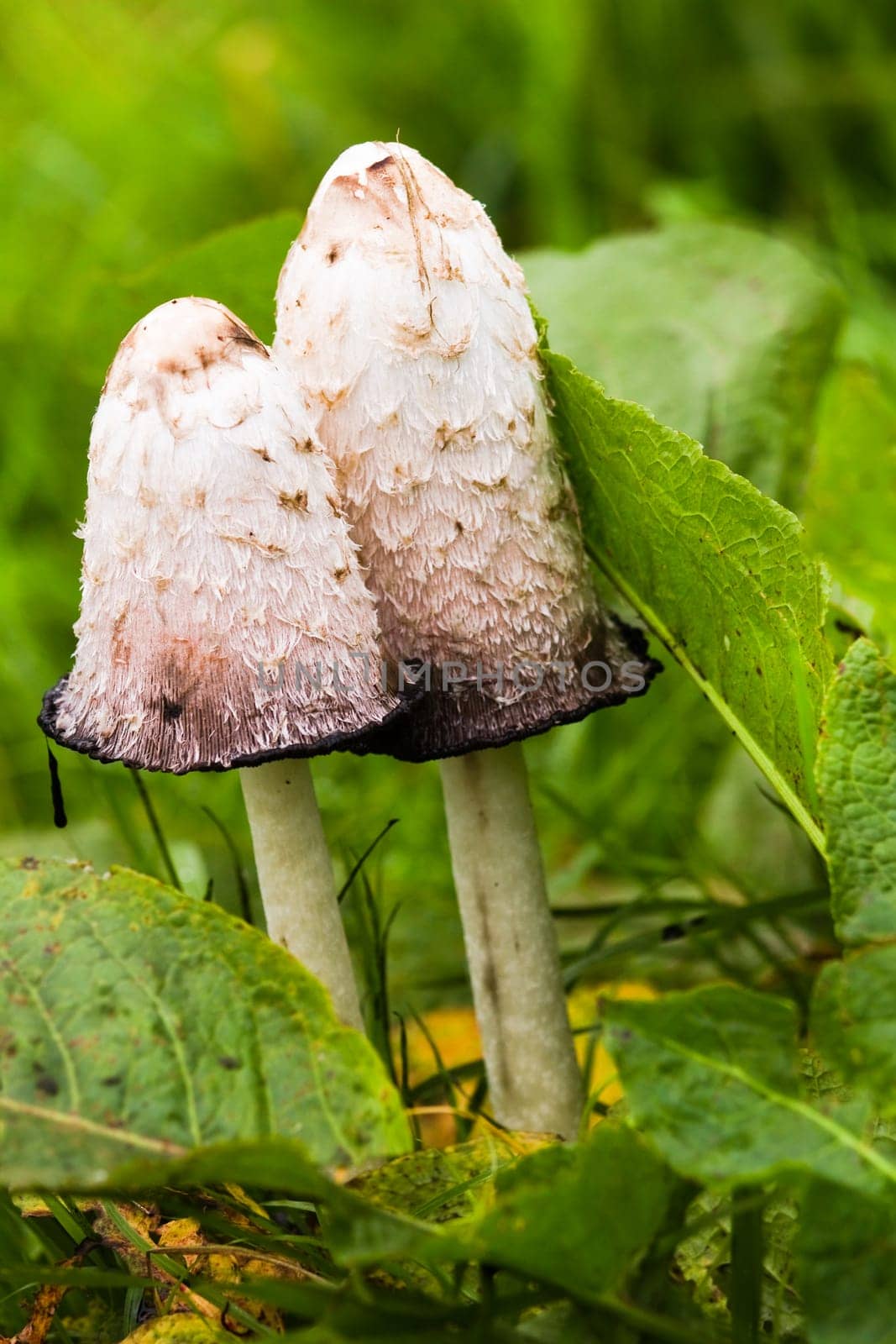 Mushroom Shaggy ink cap, Lawyer's wig, Shaggy mane or Coprinus comatus with Common sorrel in grassland in autumn