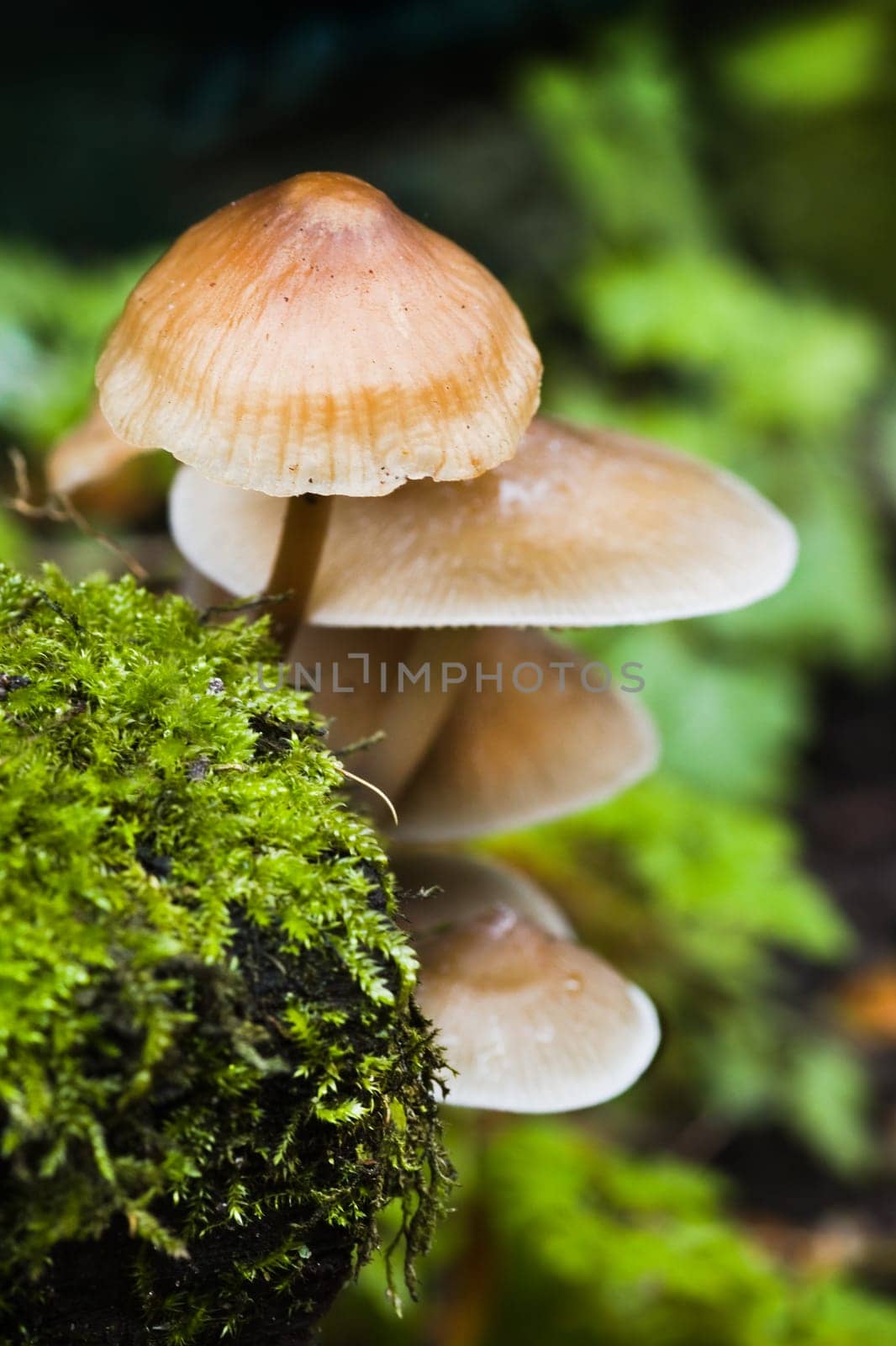 Close up small group of mushrooms on rainy day in autumn