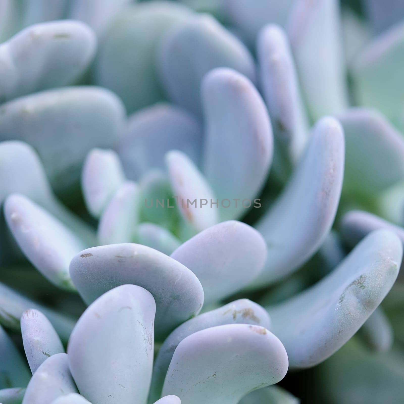 Pachyphytum