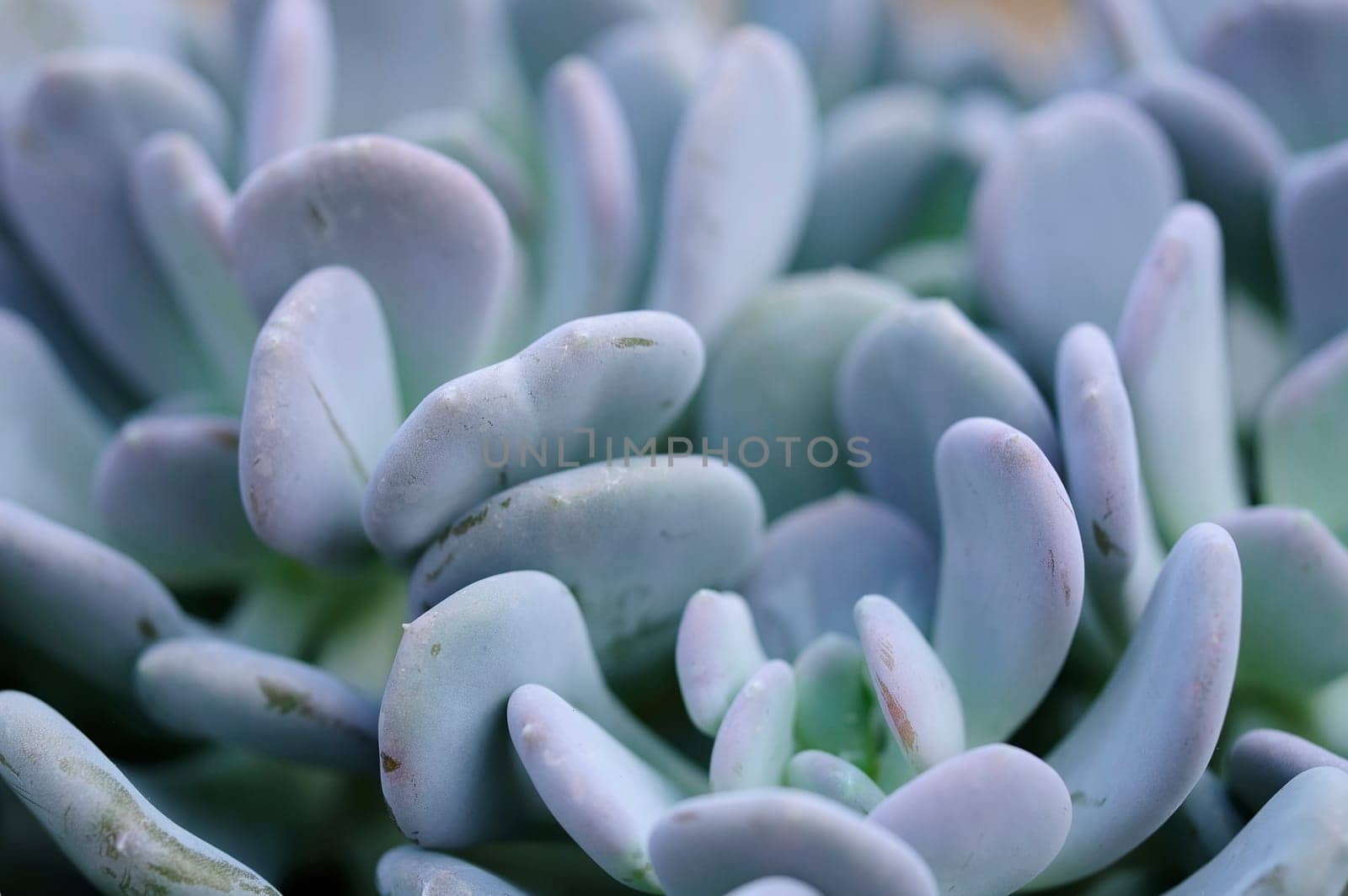 Pachyphytum
