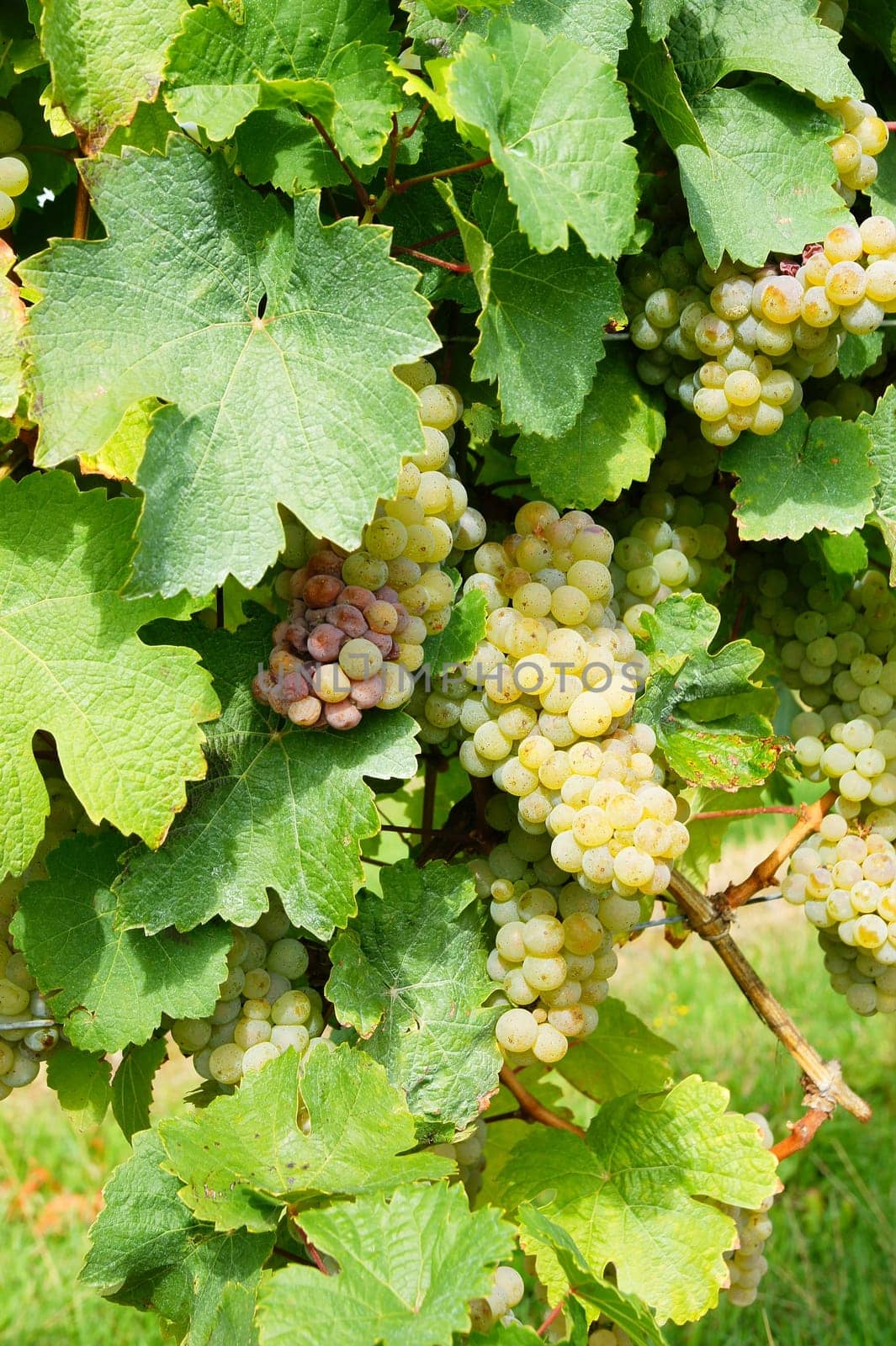 Grapes before harvesting