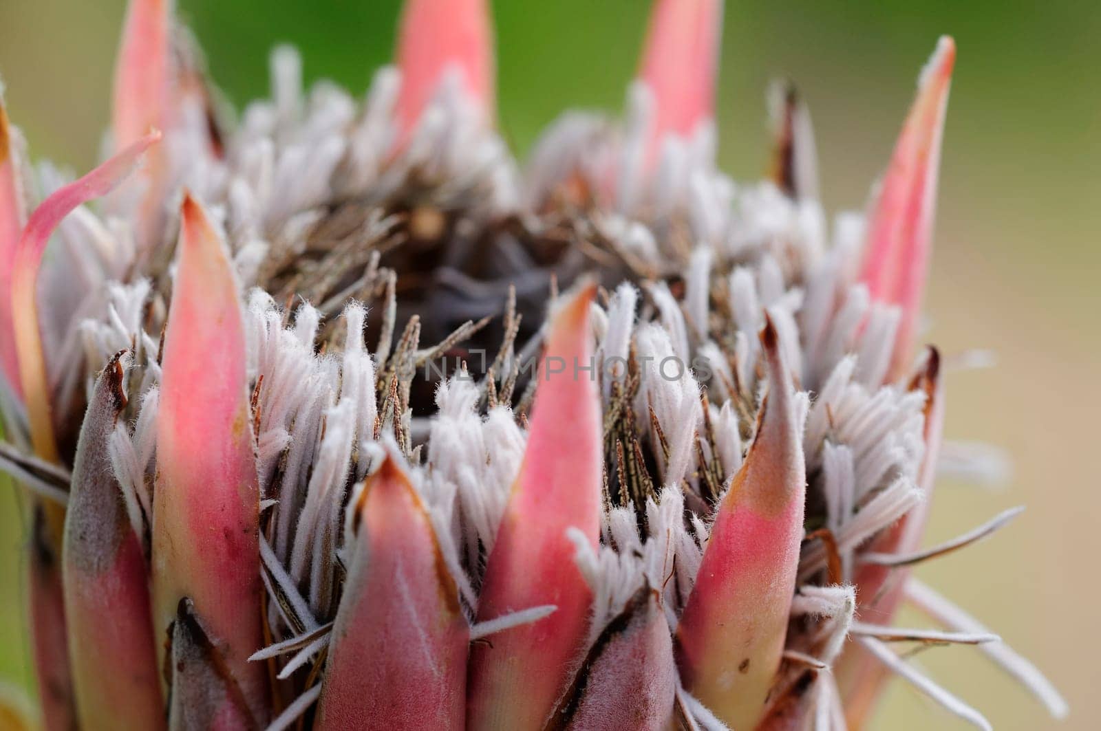 Protea