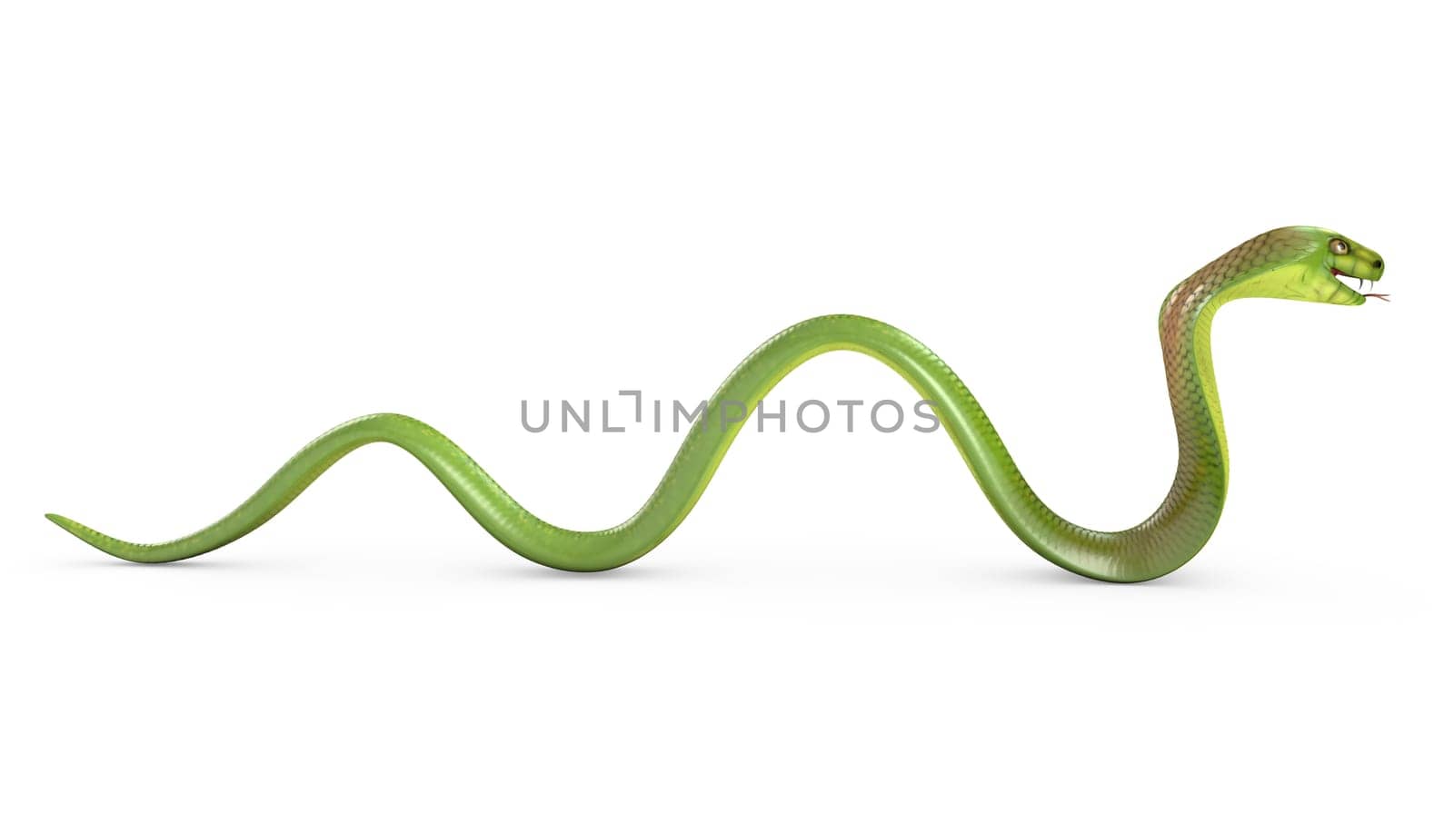 Crawling green cobra, isolated on white background