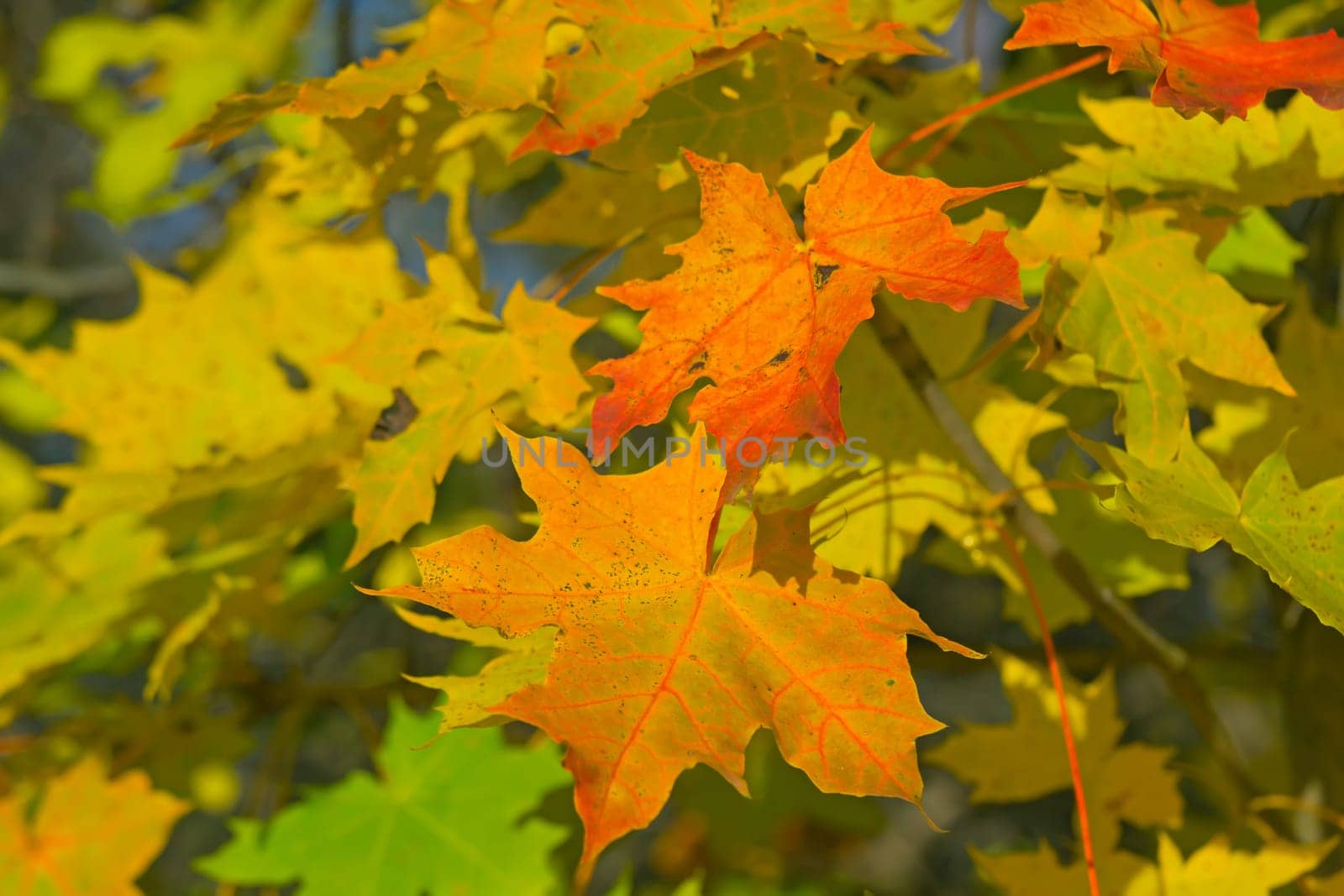 Autumn colorful background of maple leaves. Horizontally.