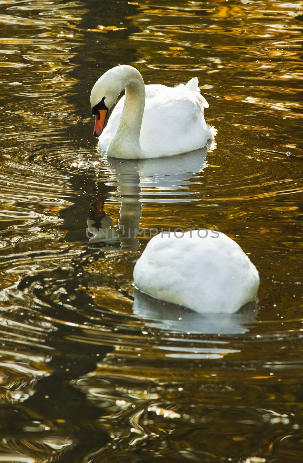 White mute swans or Cygnus olor in fall swimming in colorful reflection of trees in the water