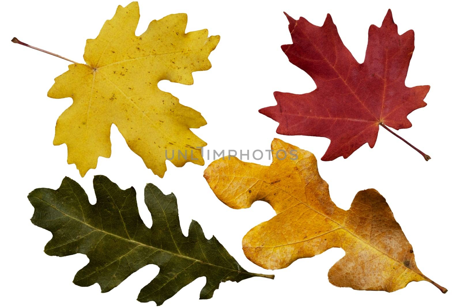 collection colorful autumn leaves of deciduous trees. Maple, oak. Isolated on white. by bRollGO