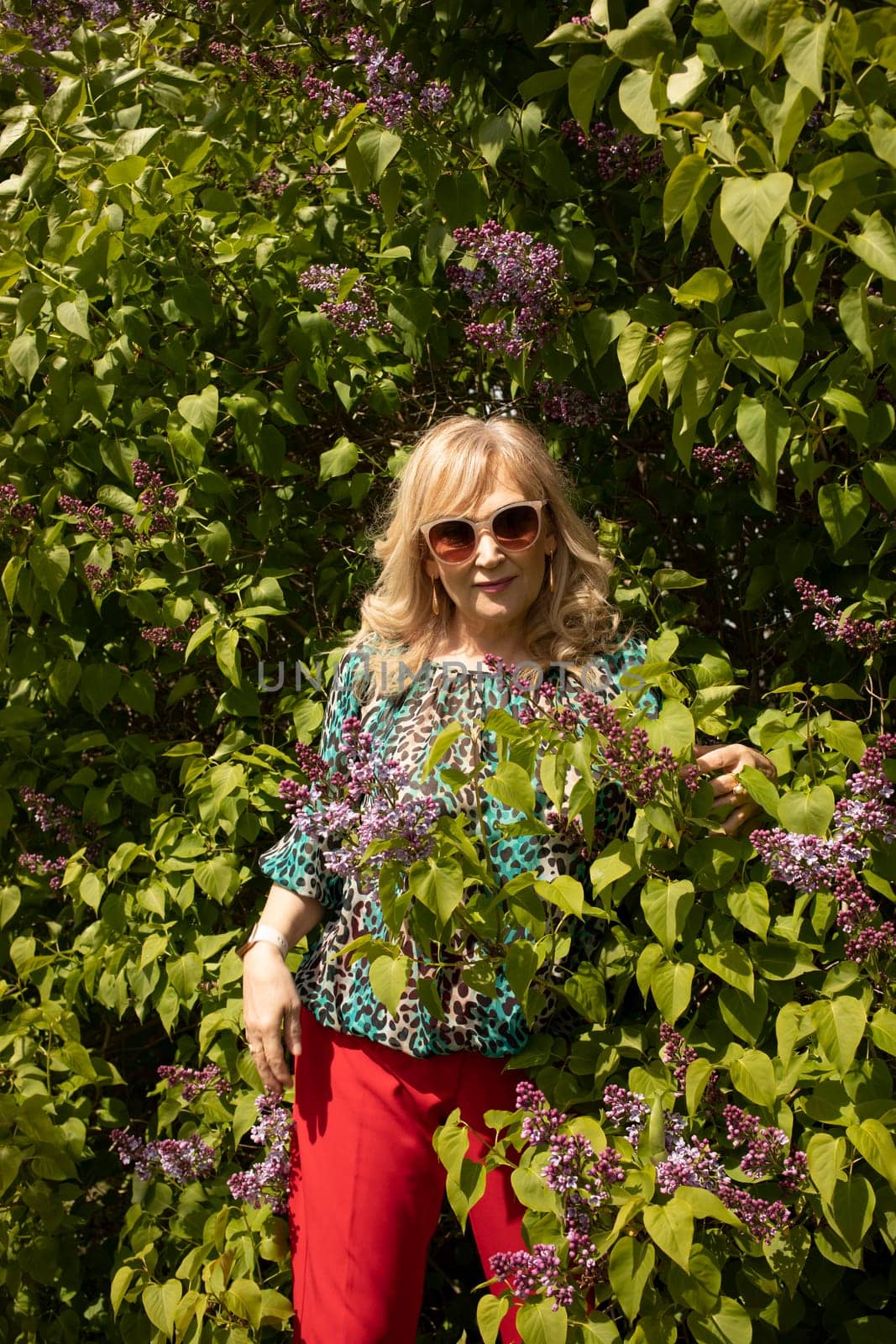 Portrait Beautiful Blonde Mature Sexagenarian Woman Standing in lilac Bush. Stylish Modern Senior Female in her 60s Enjoys Gardening. Retirement. Vertical Plane. High quality photo