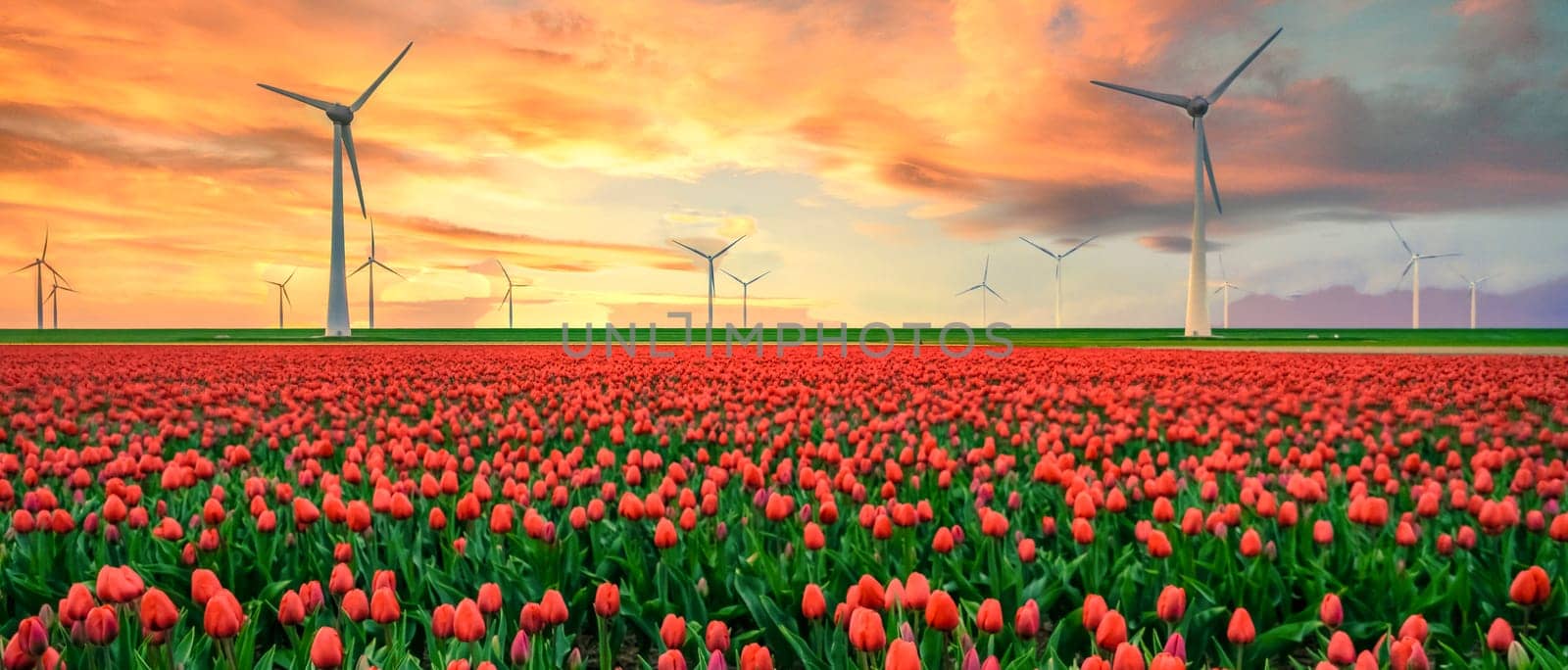Windmill Park at sunset with a field of tulip flowers in the Netherlands Europe, windmill turbines in Flevoland at sunset
