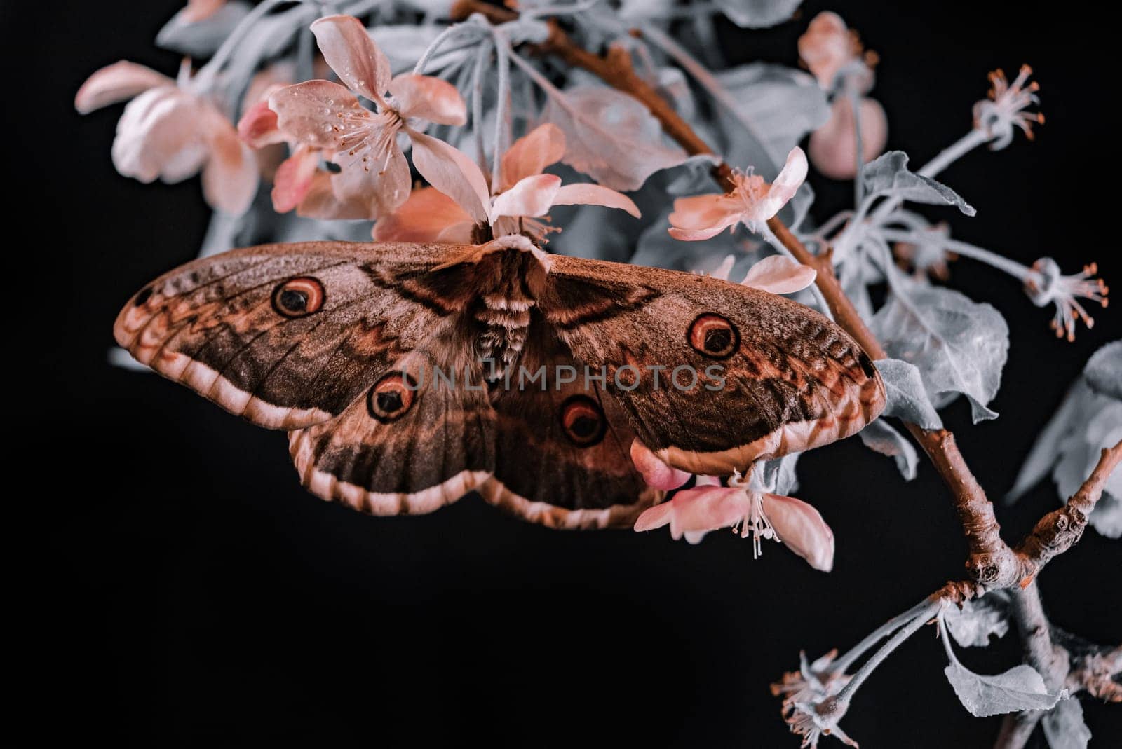 European night butterfly - Saturnia pyri, giant peacock moth sits on apple branch blossoming branch, flapping its wings. Amazing rare insect species from Red book. High quality