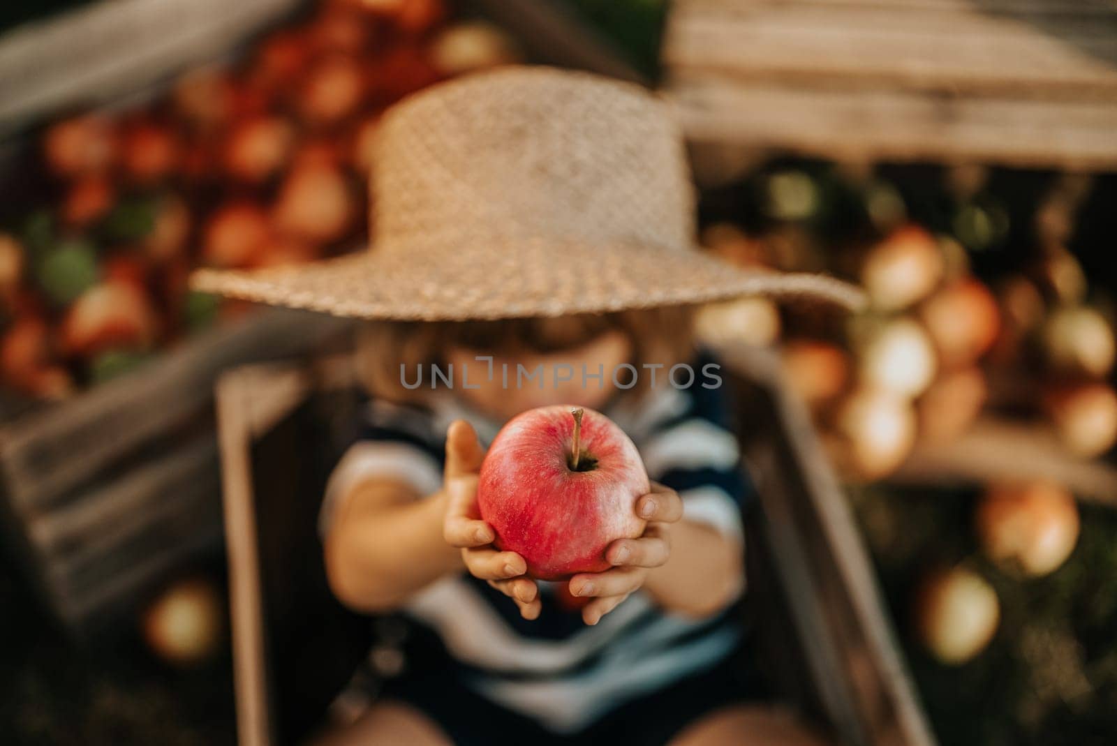 Little child in straw hat proposing, gives apple to camera. Boy sits in orchard. Son in home garden explores plants, nature in autumn countryside. Amazing scene. Love, harvest, childhood concept