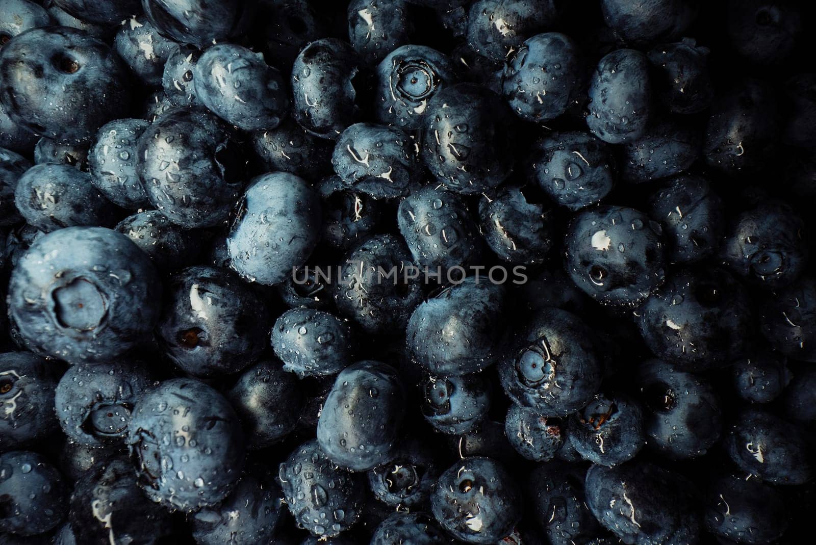 Amazing fresh ripe bilberries. Gigantic acai berries. Extreme macro photo of organic blueberry plant. Diet, antioxidant, healthy vegan food.