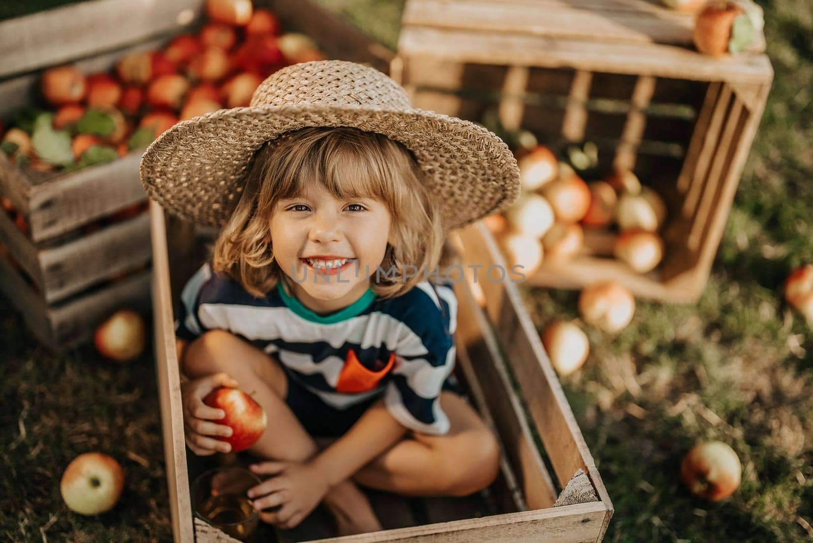 Cute little toddler boy holds ripe red apple in wooden box in orchard. Son in home garden explores plants, nature in autumn countryside. Amazing scene. Family, love, harvest, childhood concept