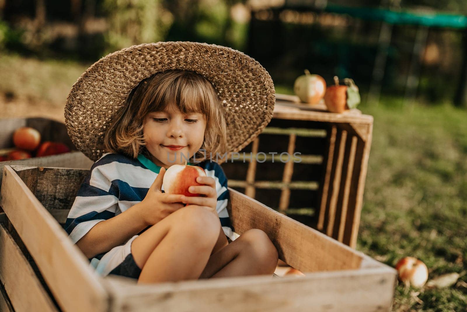 Cute little toddler boy eating ripe red apple in wooden box in orchard. Son in home garden explores plants, nature in autumn countryside. Amazing scene. Family, love, harvest, childhood concept