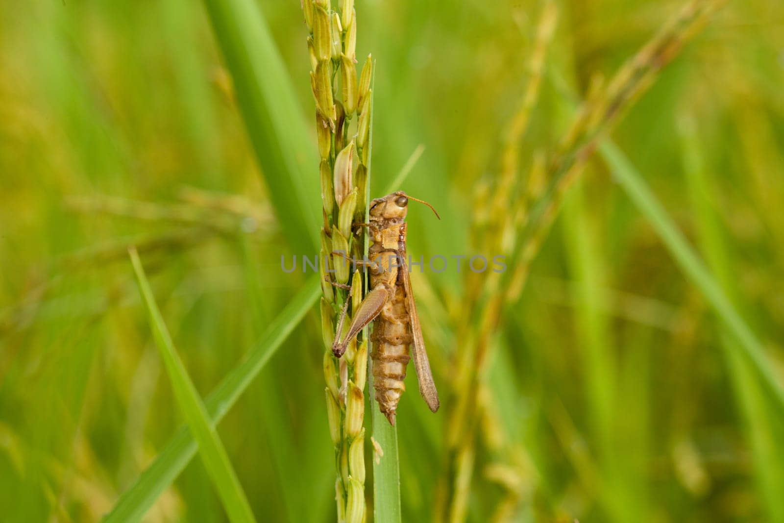 Cricket on rice plant,close-up of insect in nature