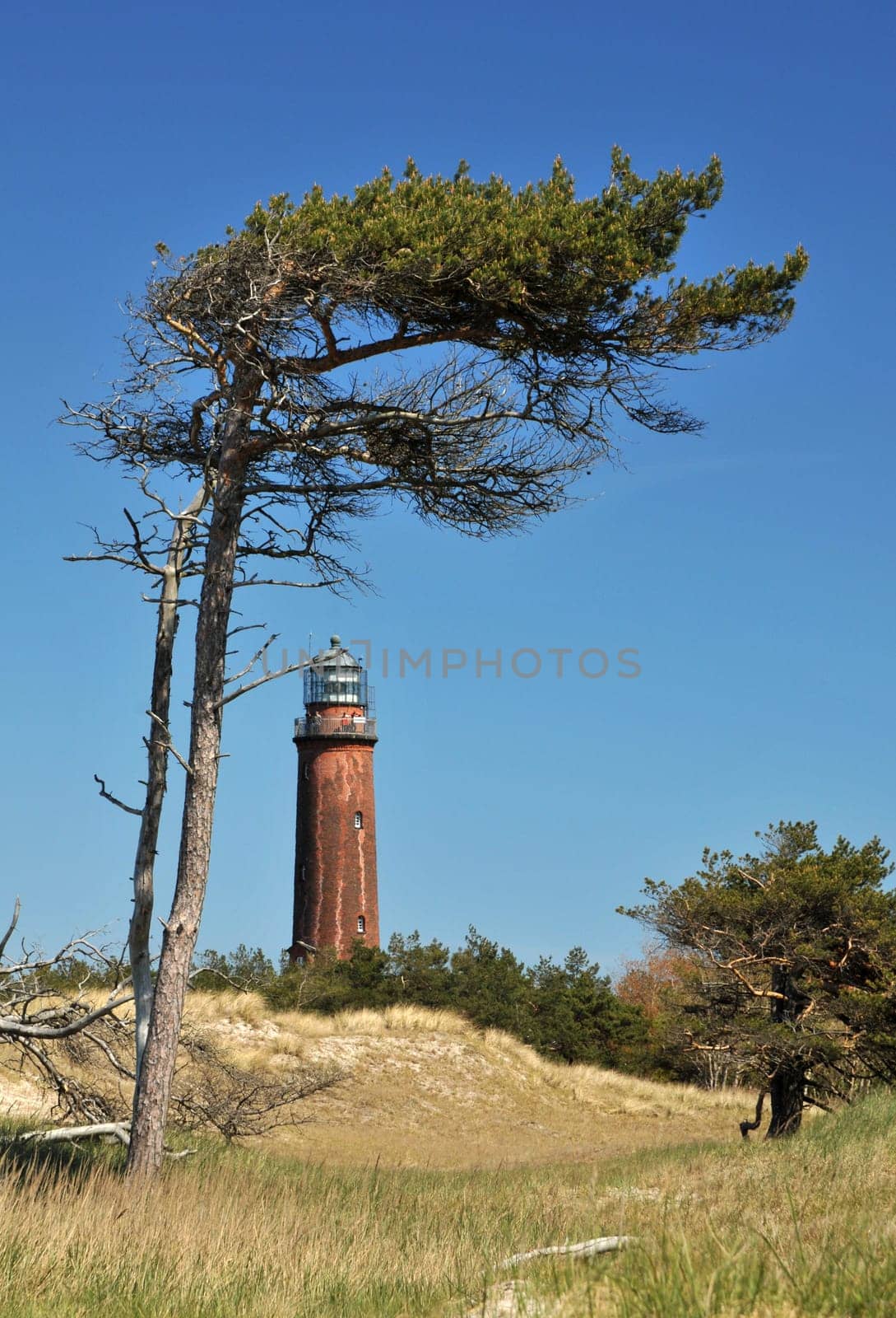 Windflüchter and lighthouse at Darßer Ort