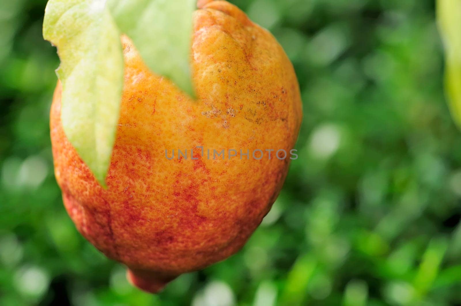 Red lemons