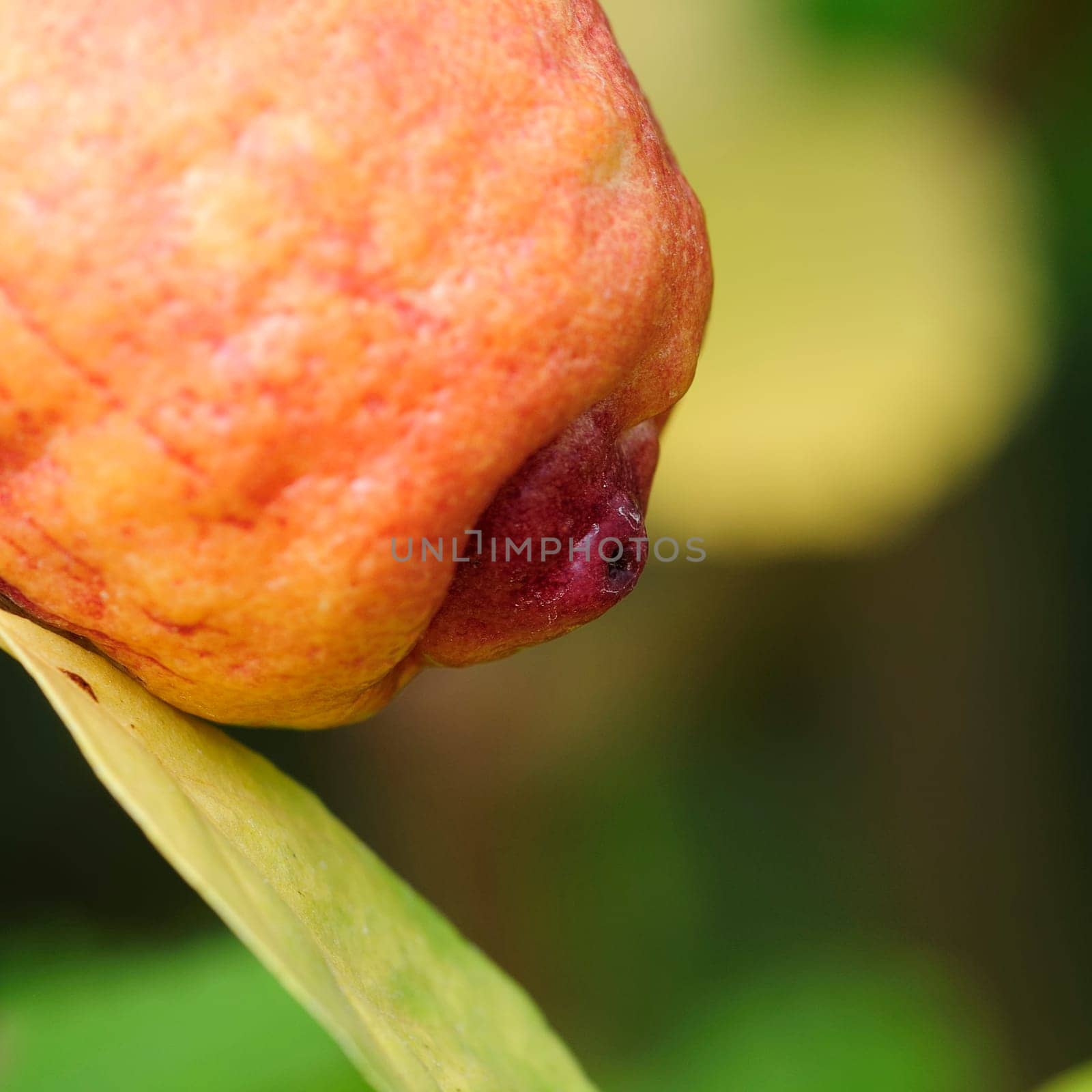 Red lemons