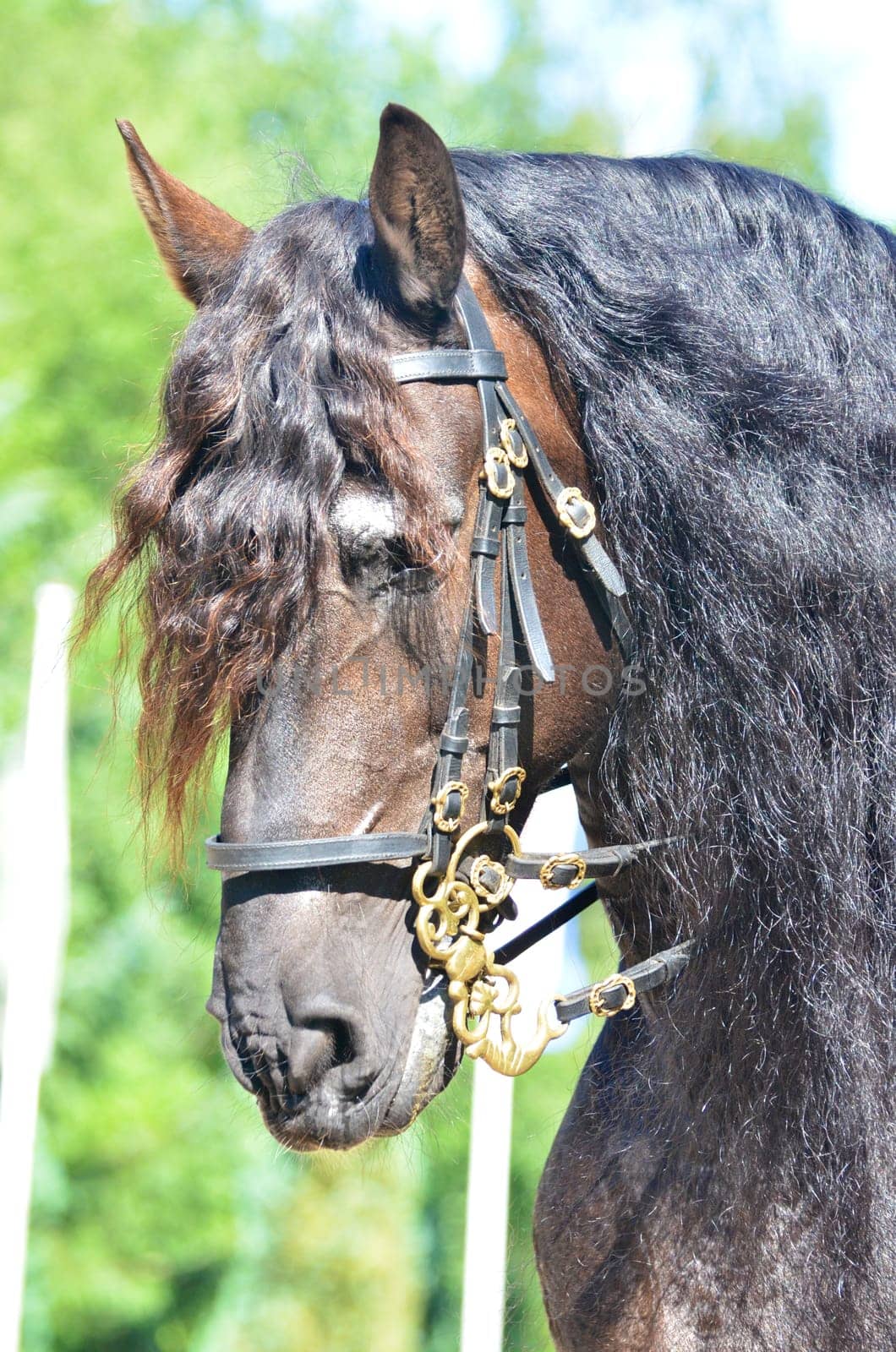 Head portrait of a beautiful powerful dun coloured draft horse with a carefully groomed mane and forelock participating at a horse show